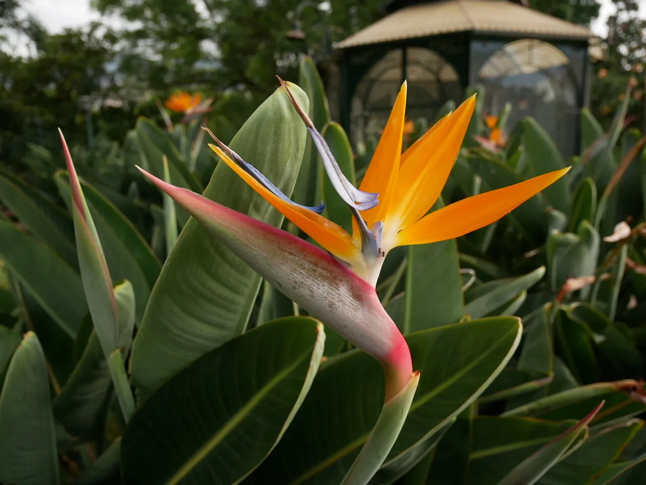 Birds of Madeira