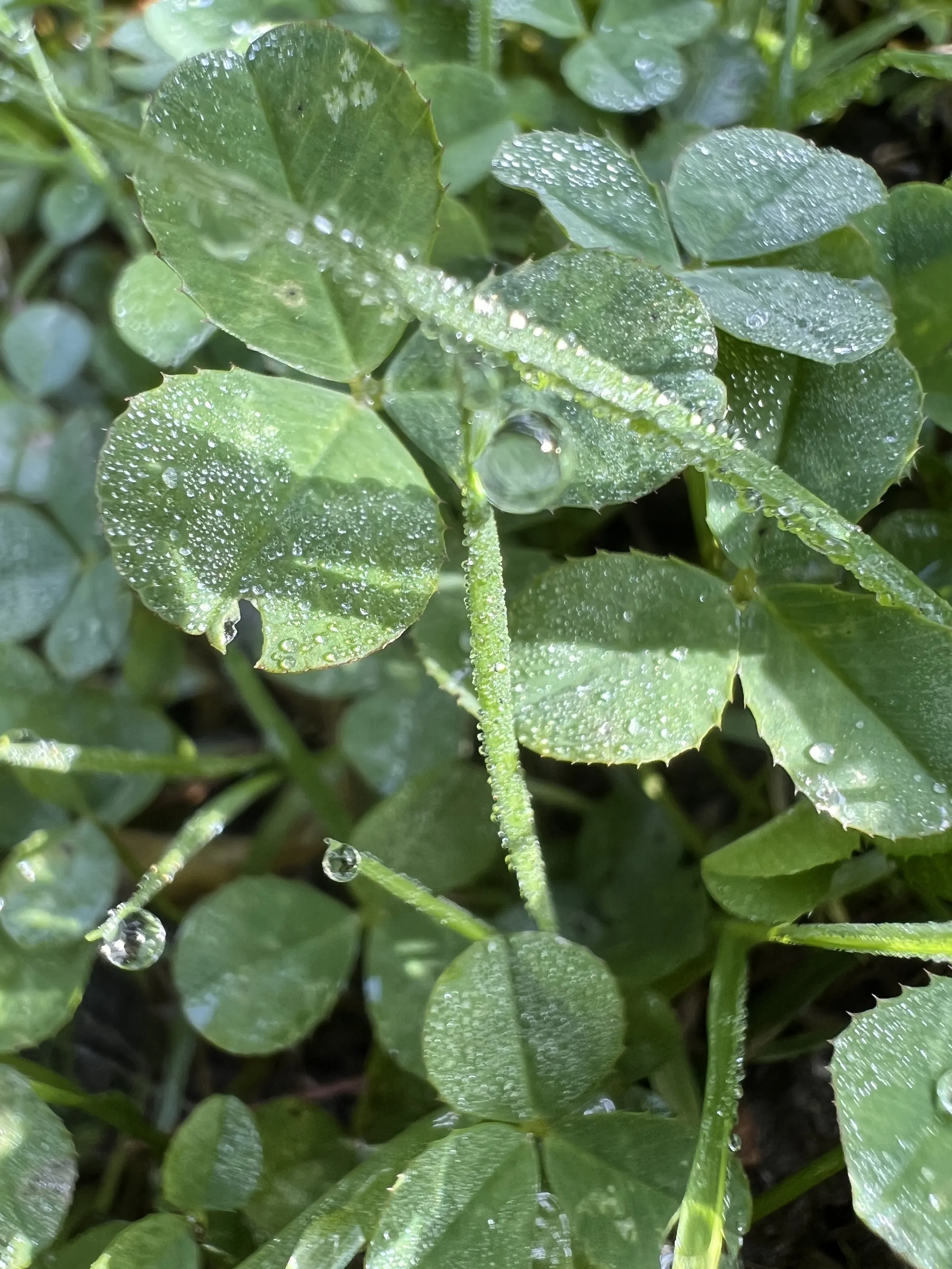 Morning Dew