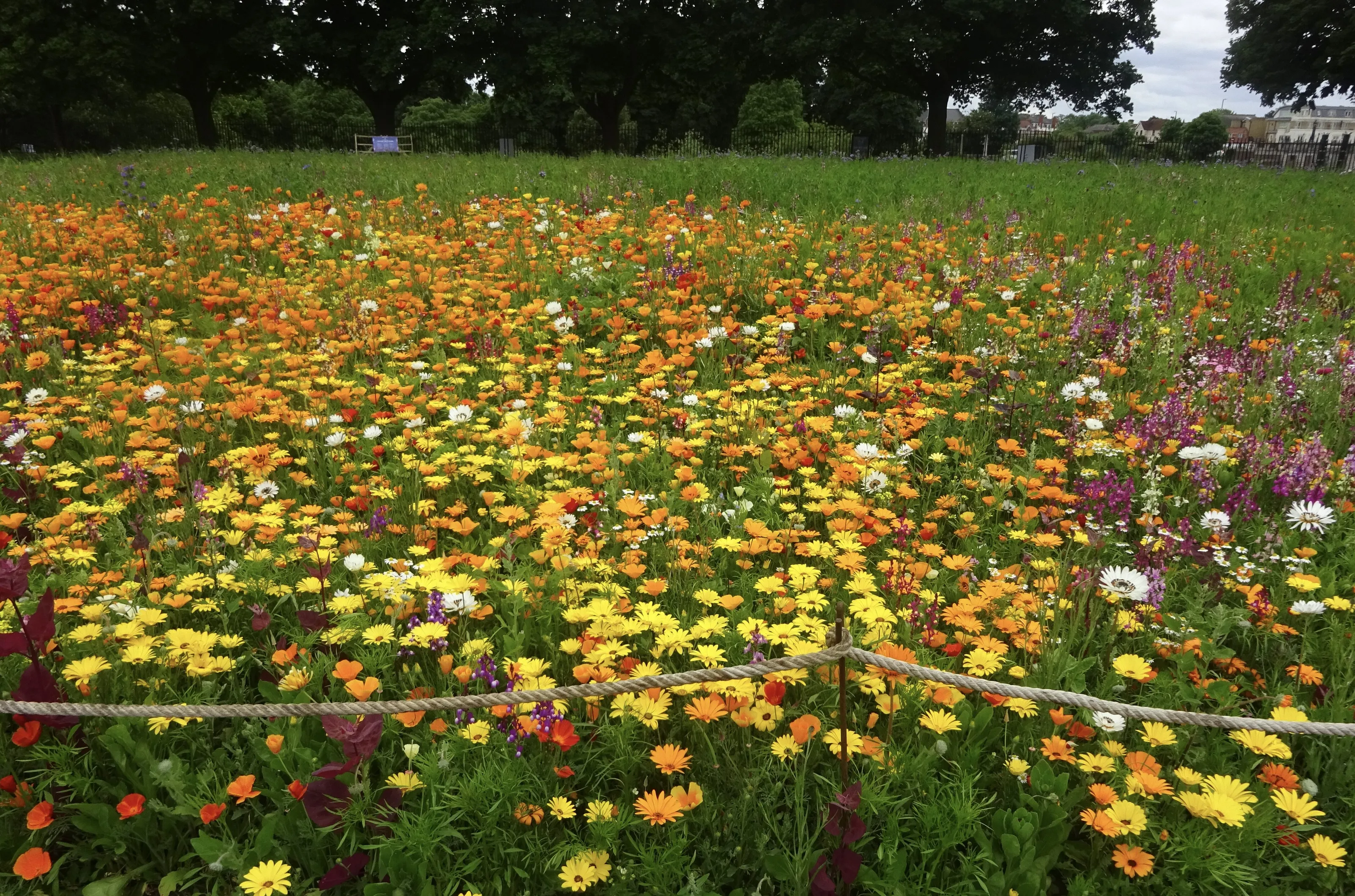 Wild Flowers