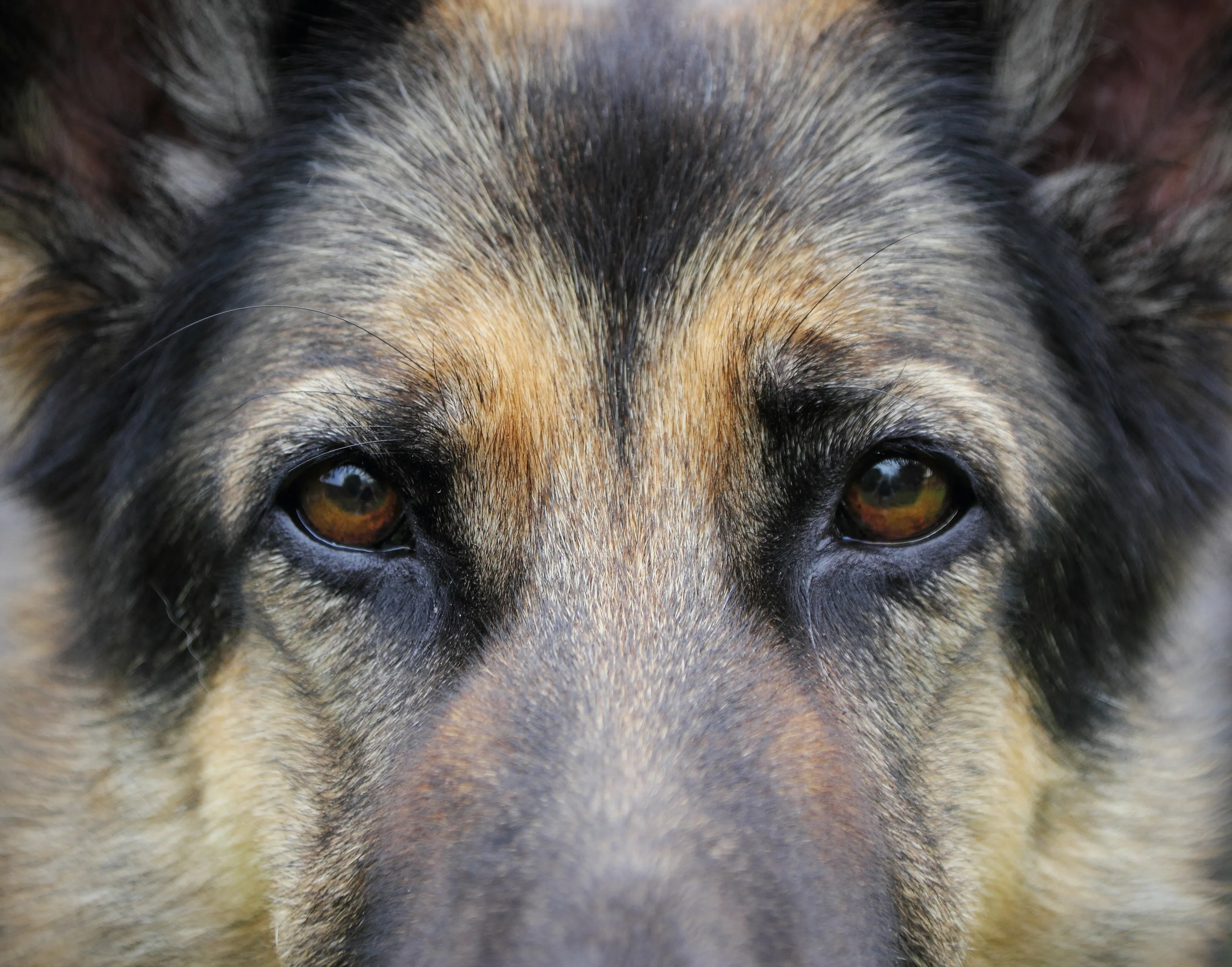 A hunters eyes