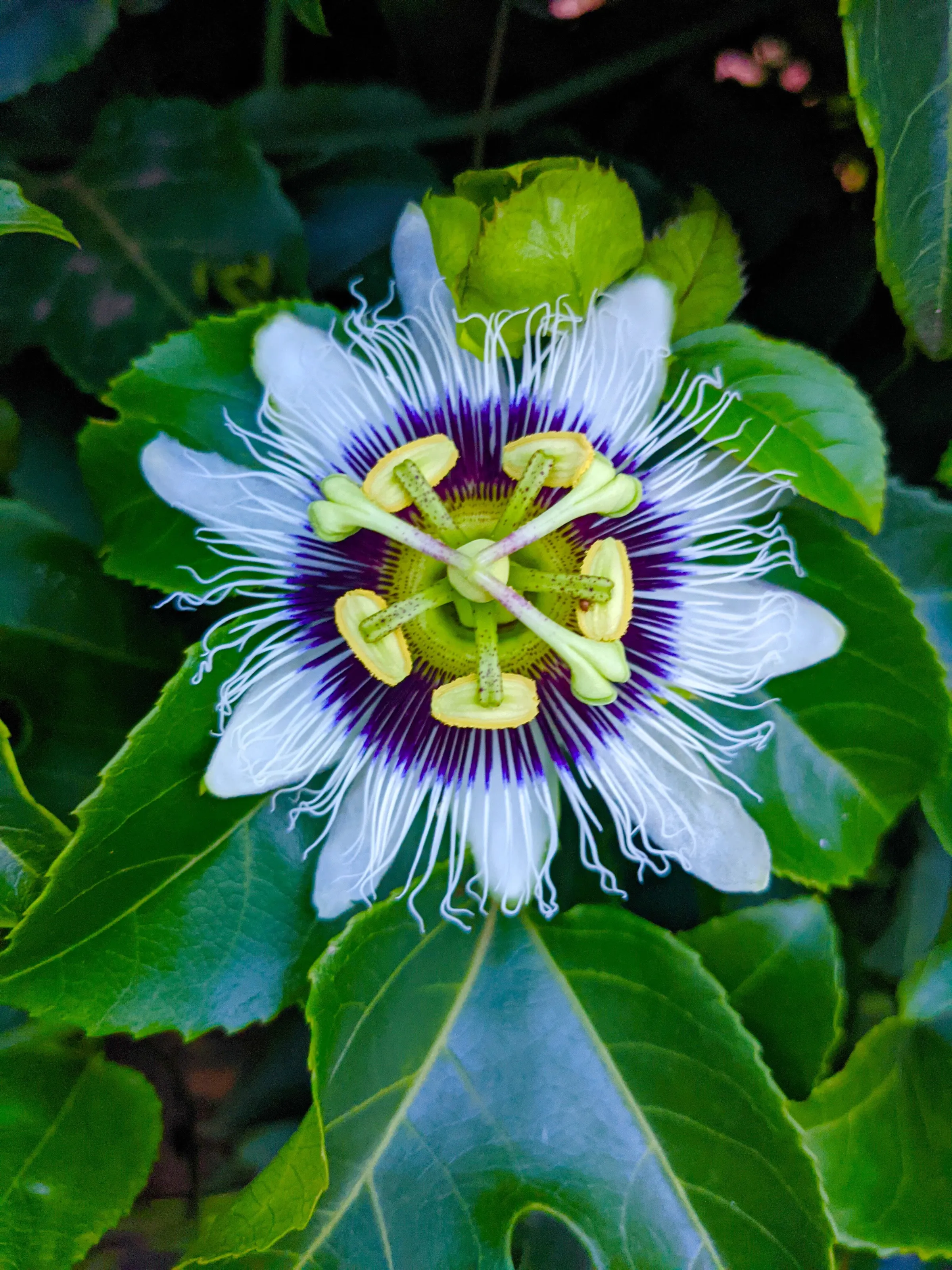 Passion Flower
