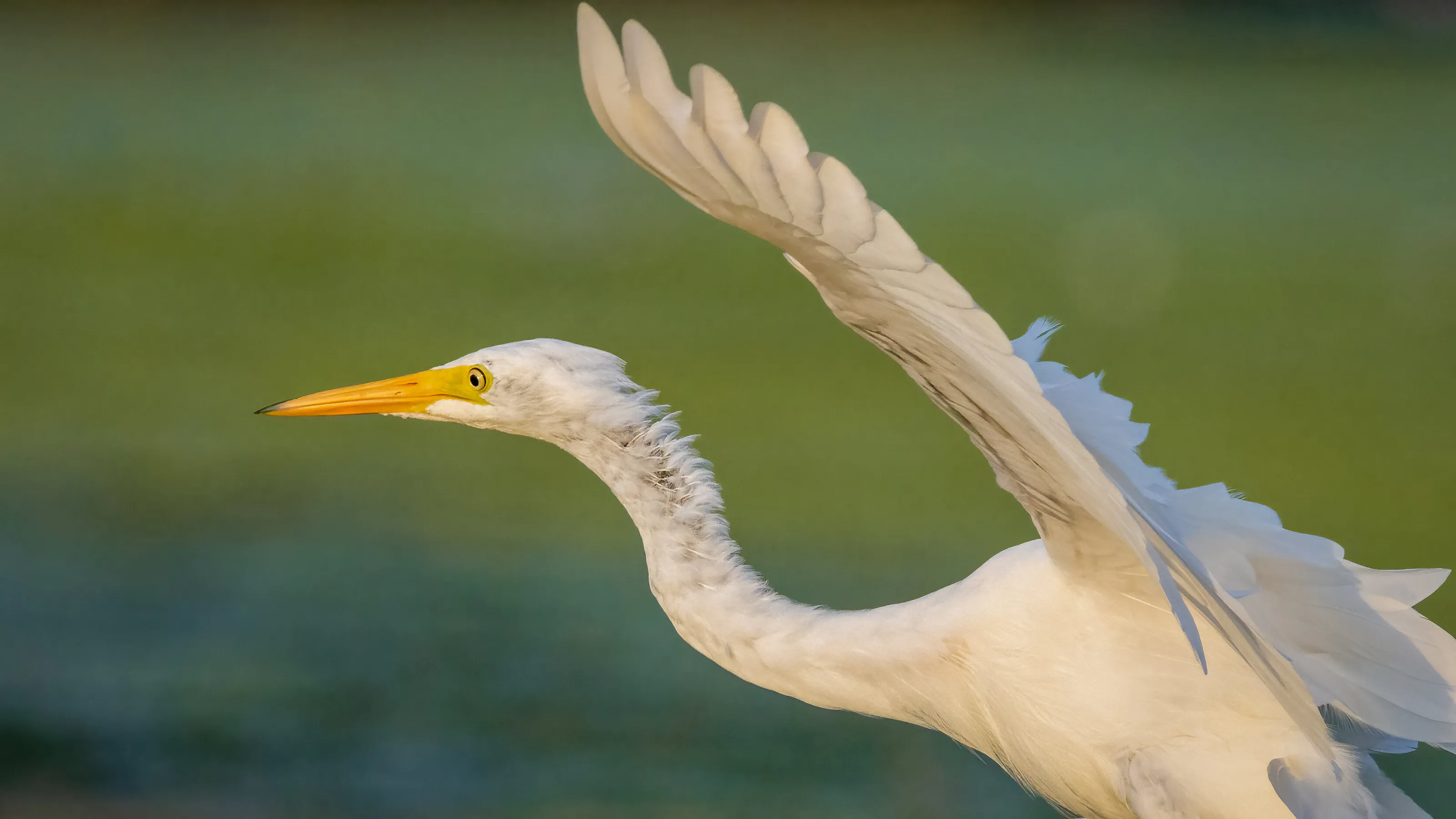 Egret