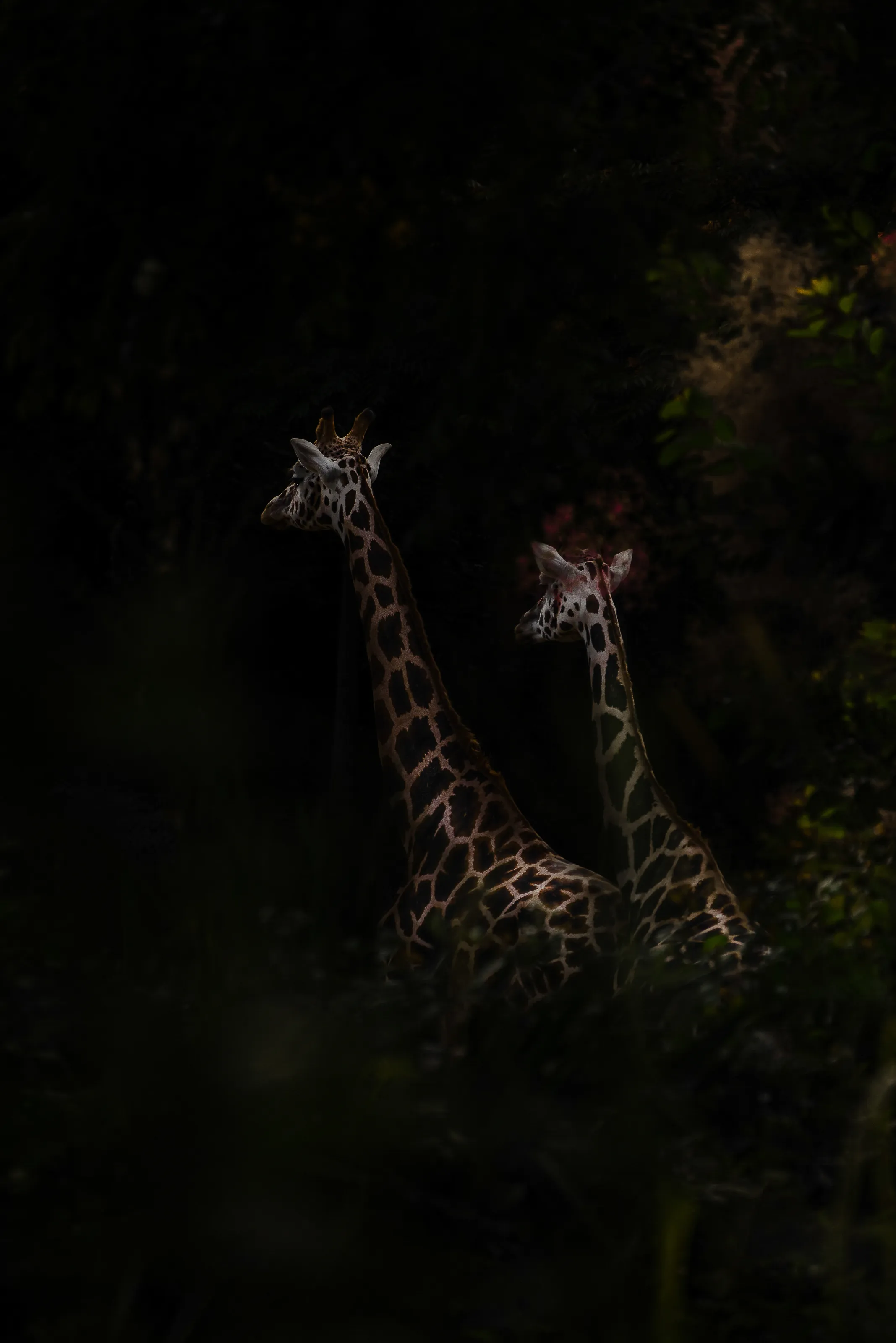 The loving mystery colored giraffes