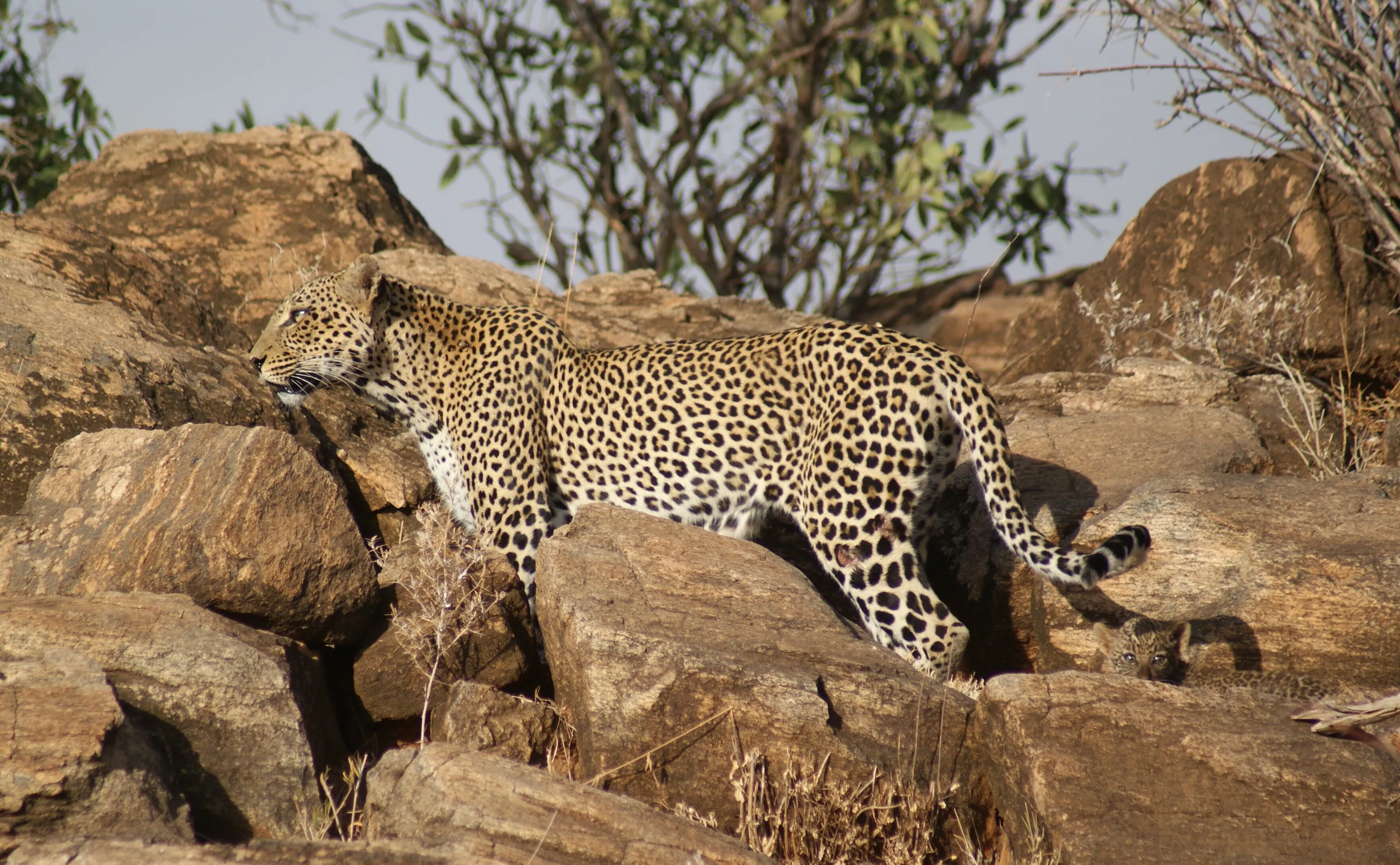 Mother and Cub