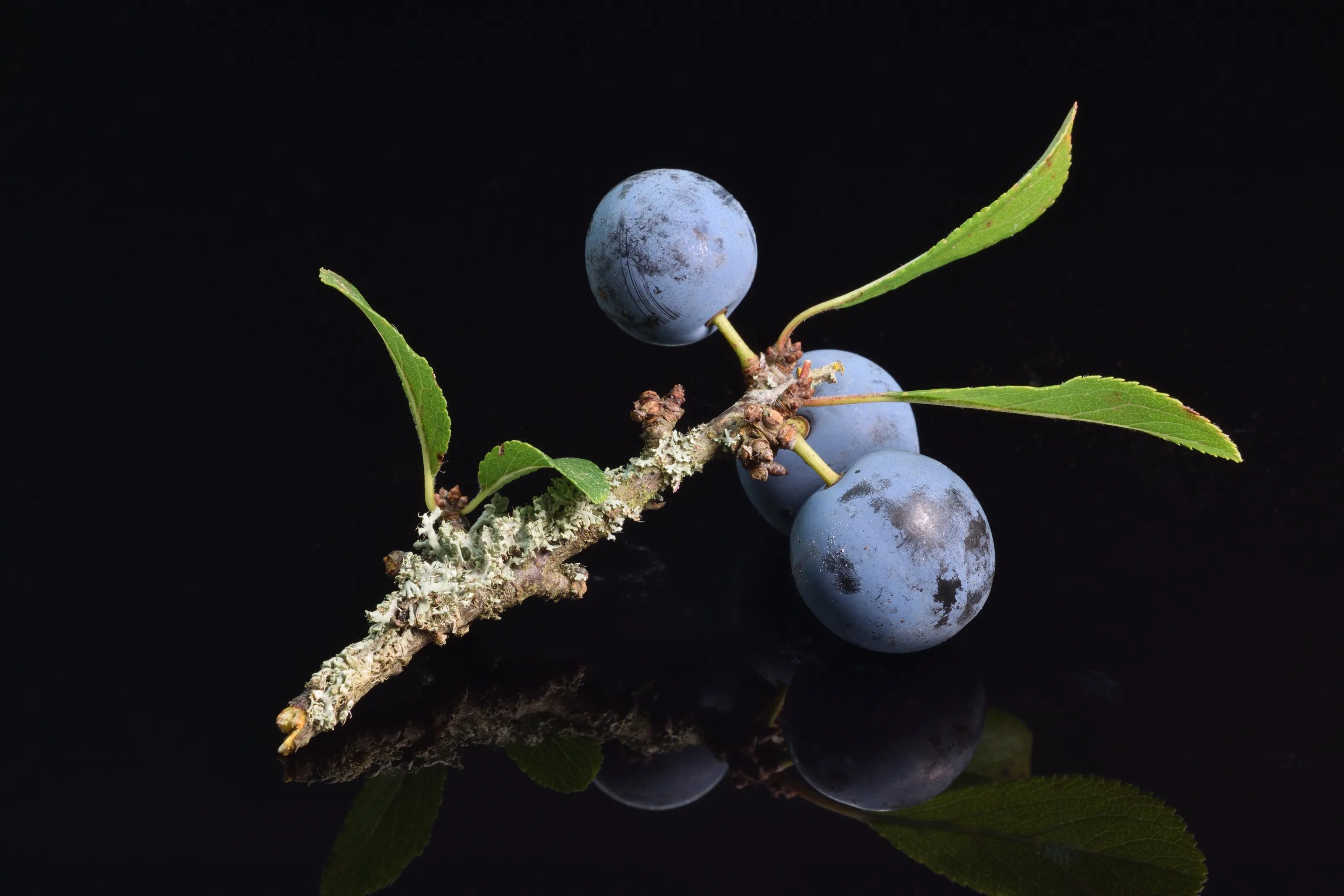 Sloes