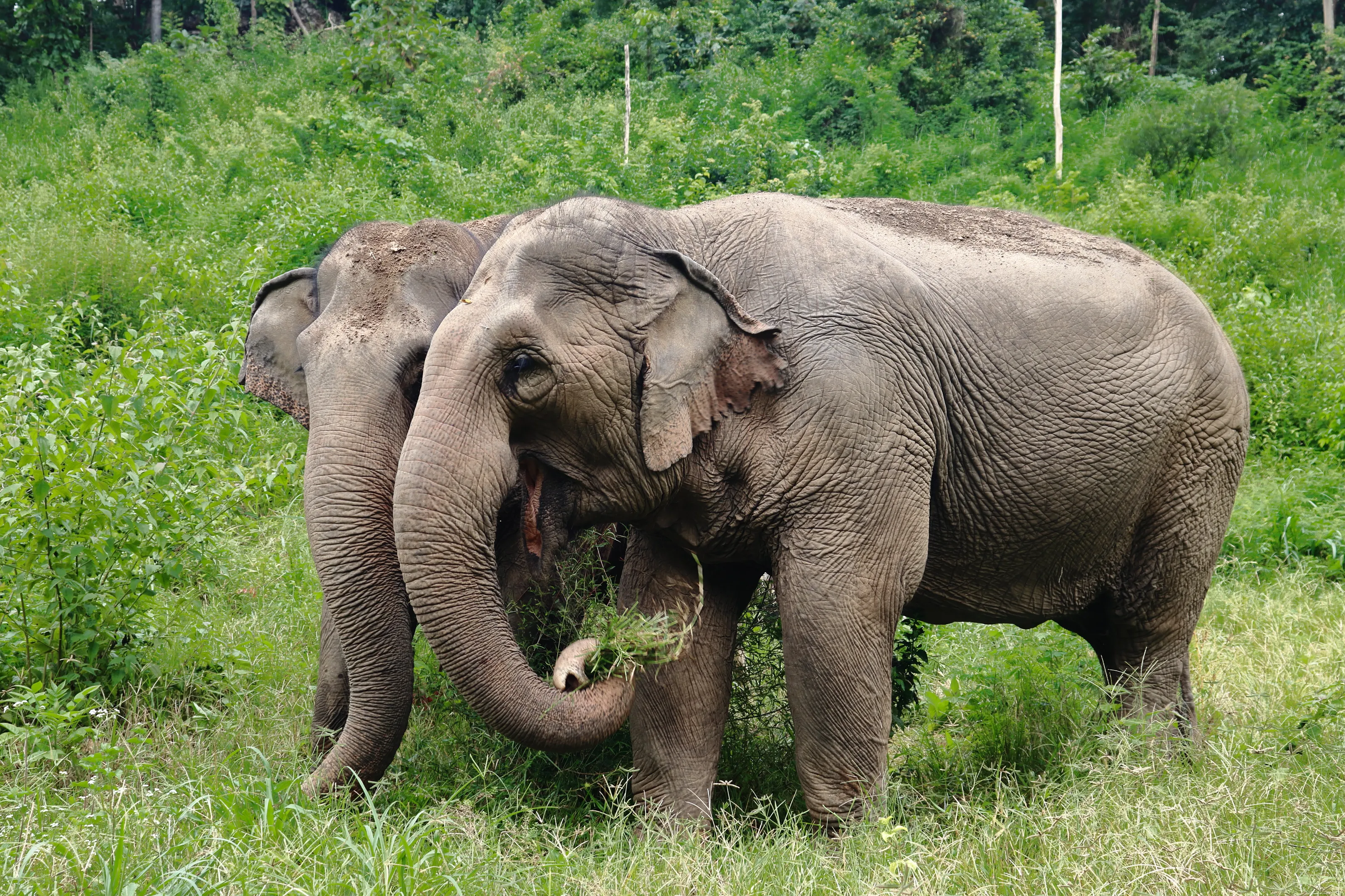Elephant Besties