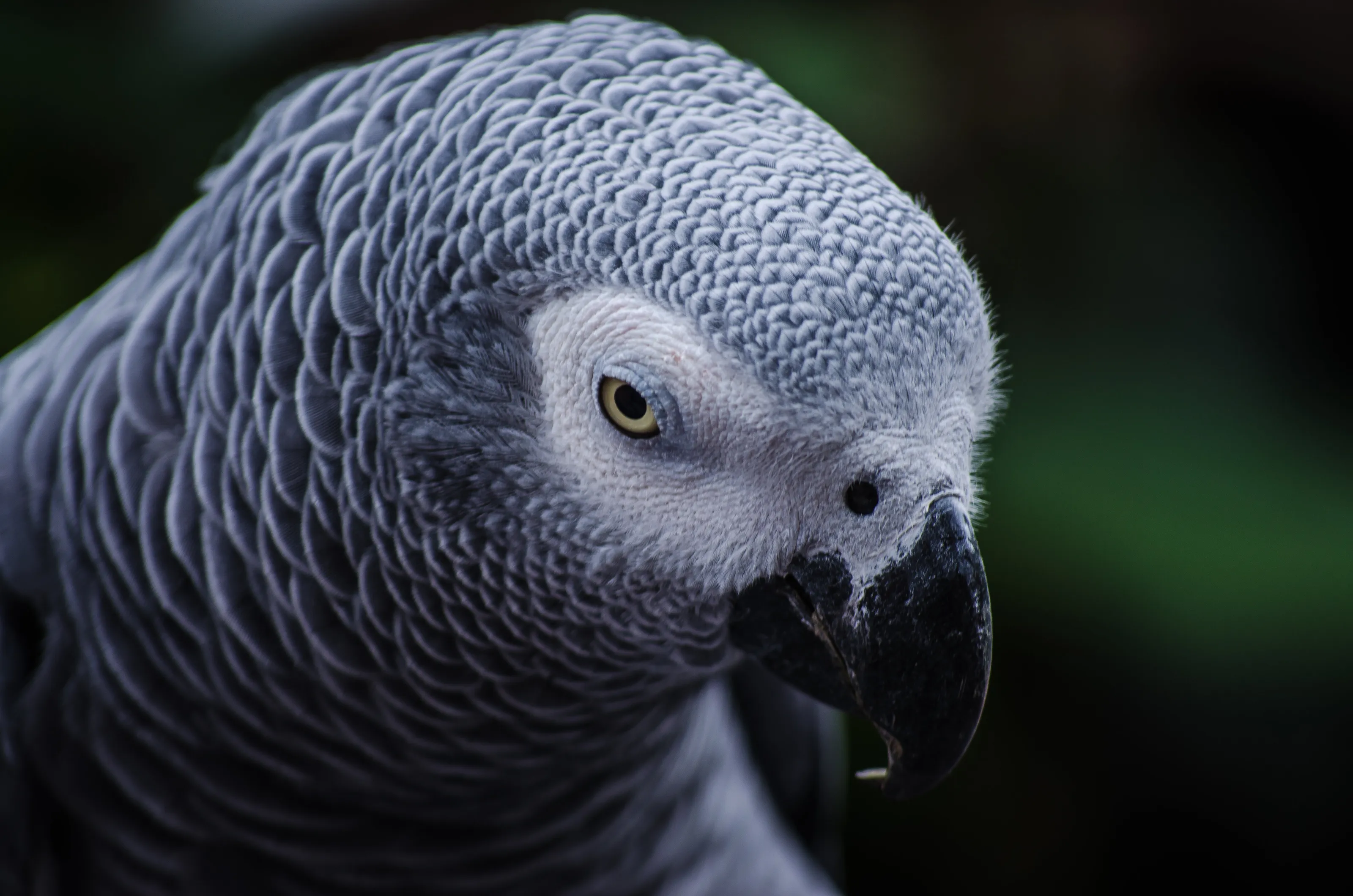 Parrot