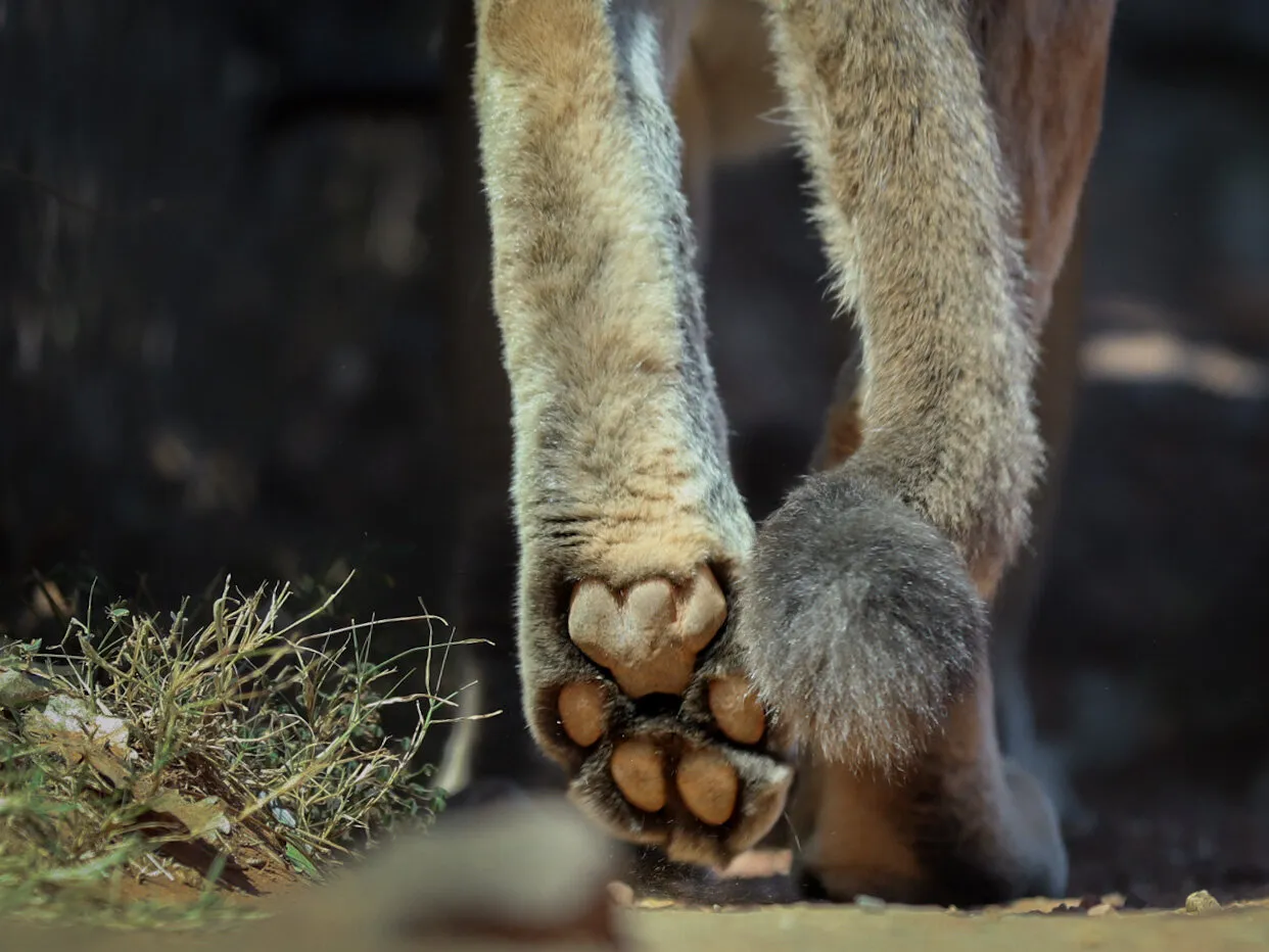Cougar Paws