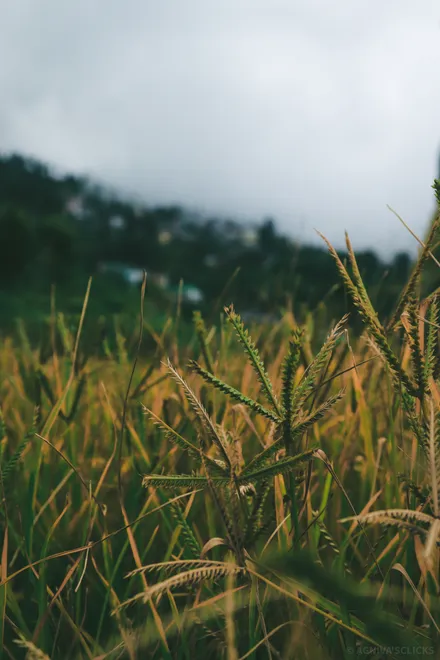 Moody Grass