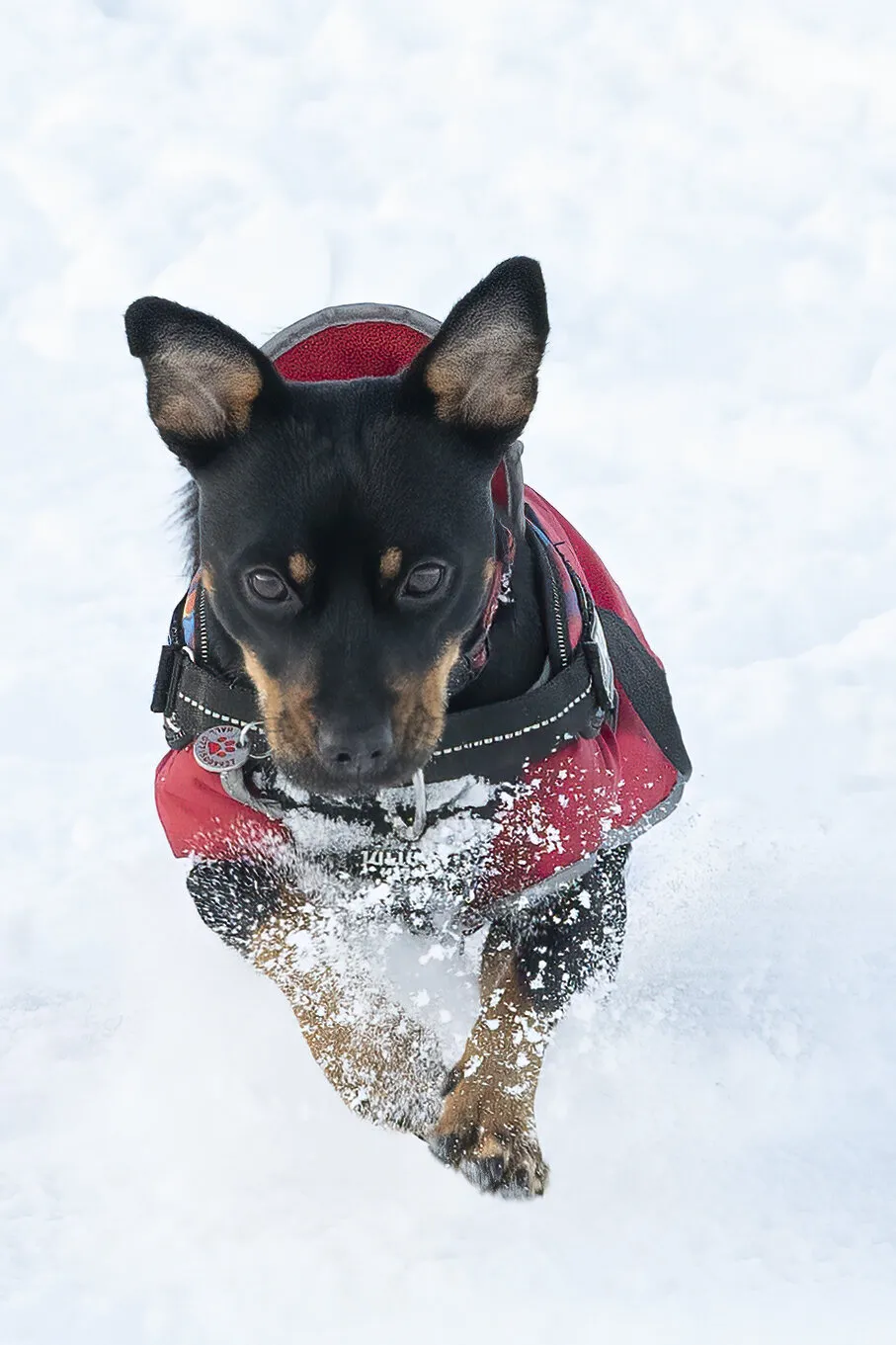 Snow Dog