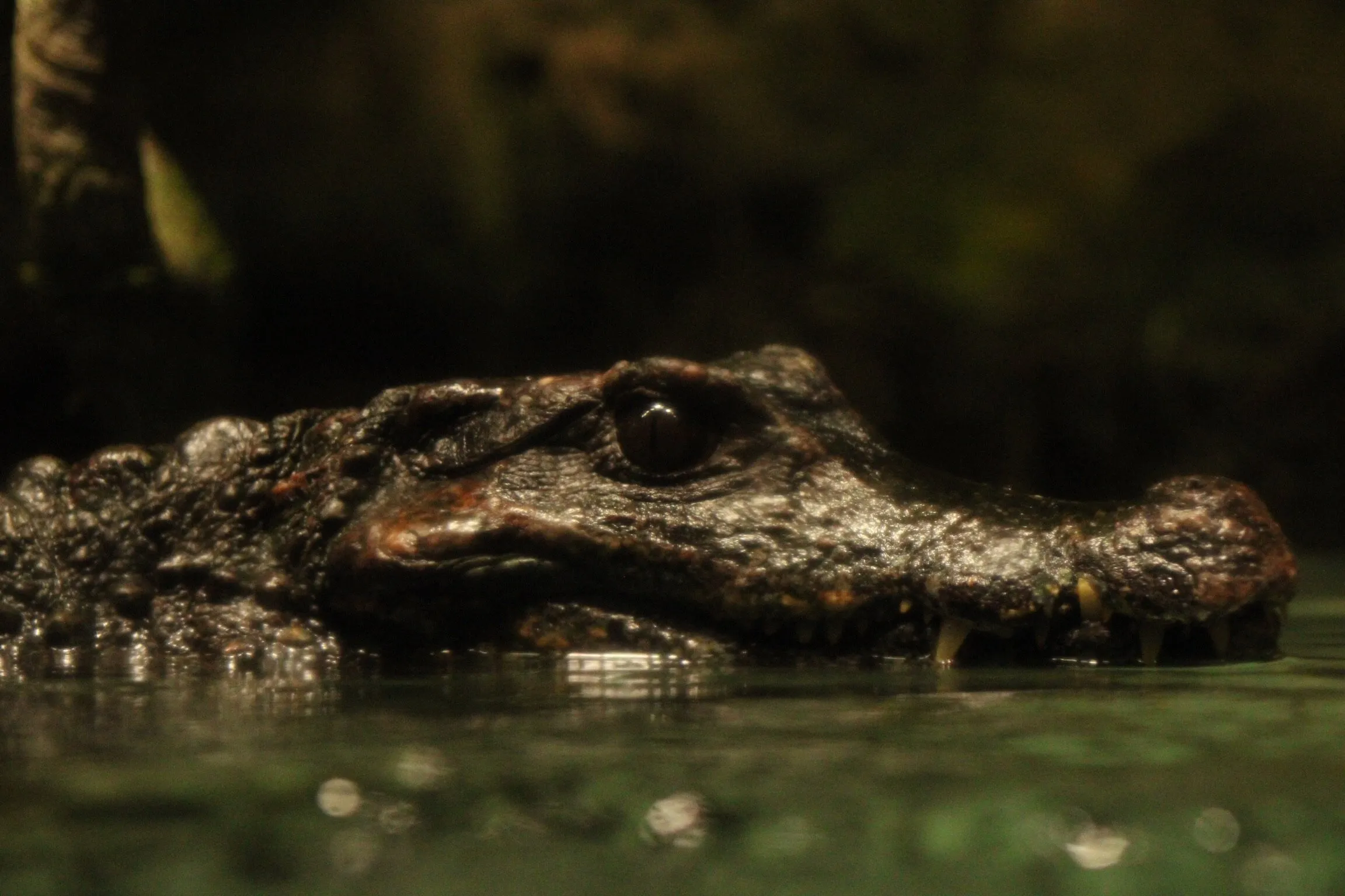 Caiman