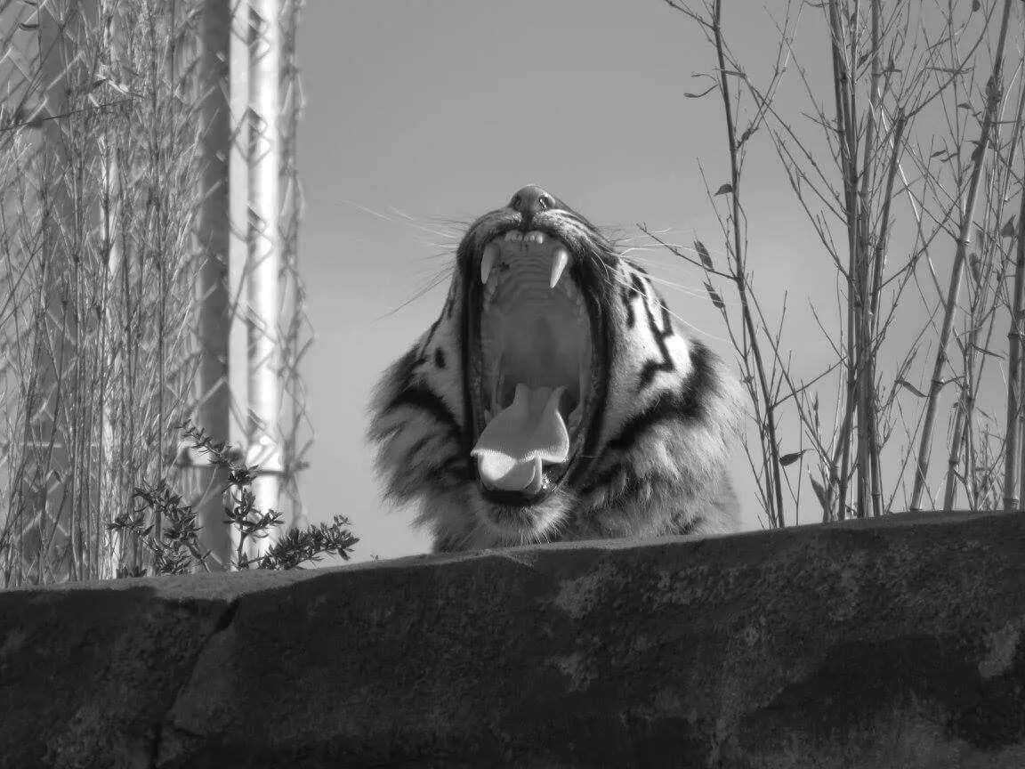 Tired Tiger