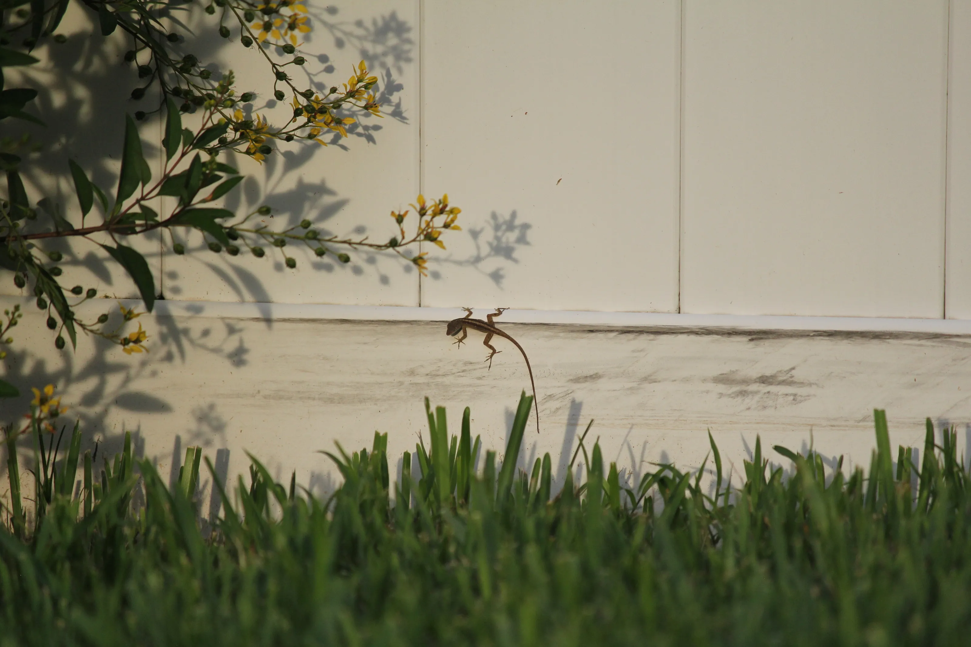 lizard on a fence