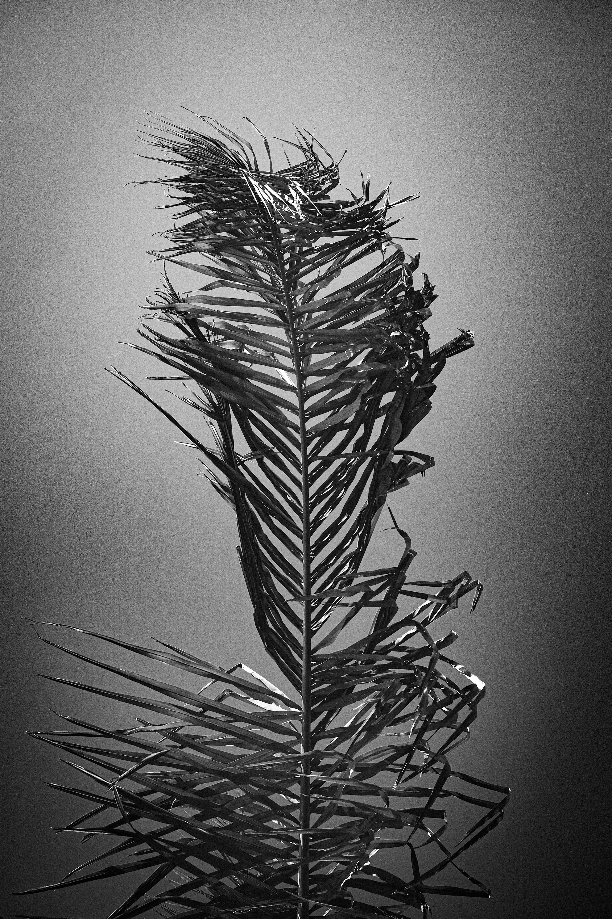 Black Leaf