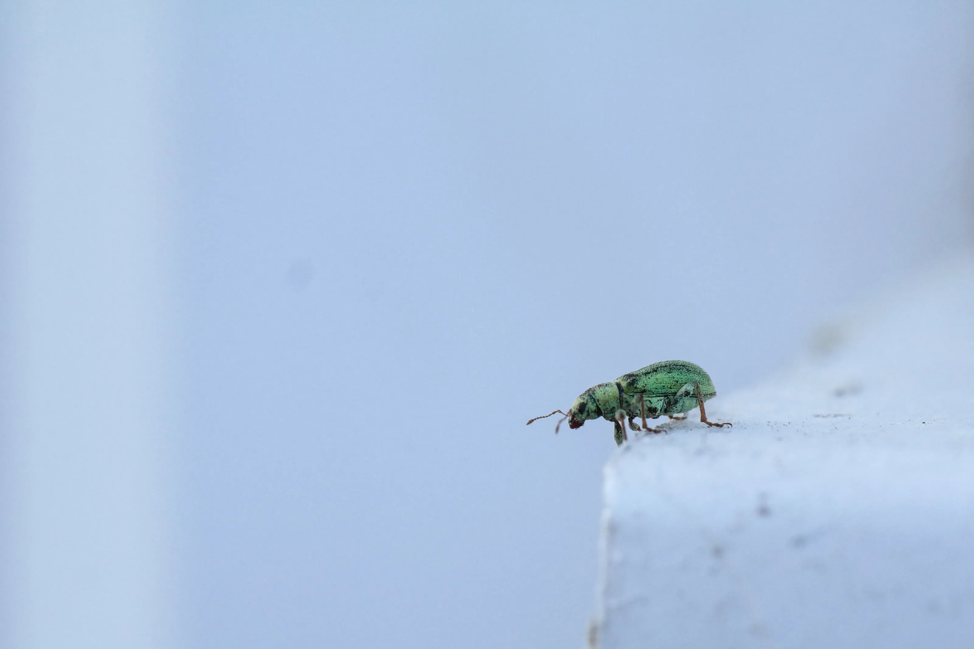 Weevil