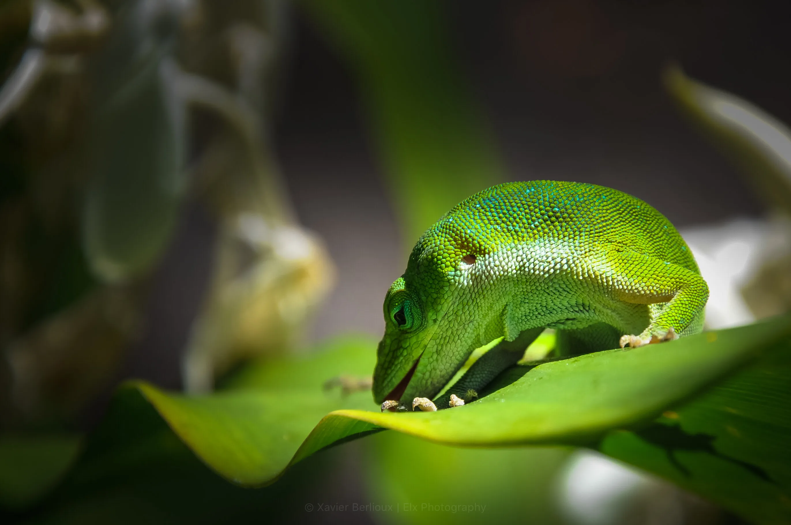 Green little one