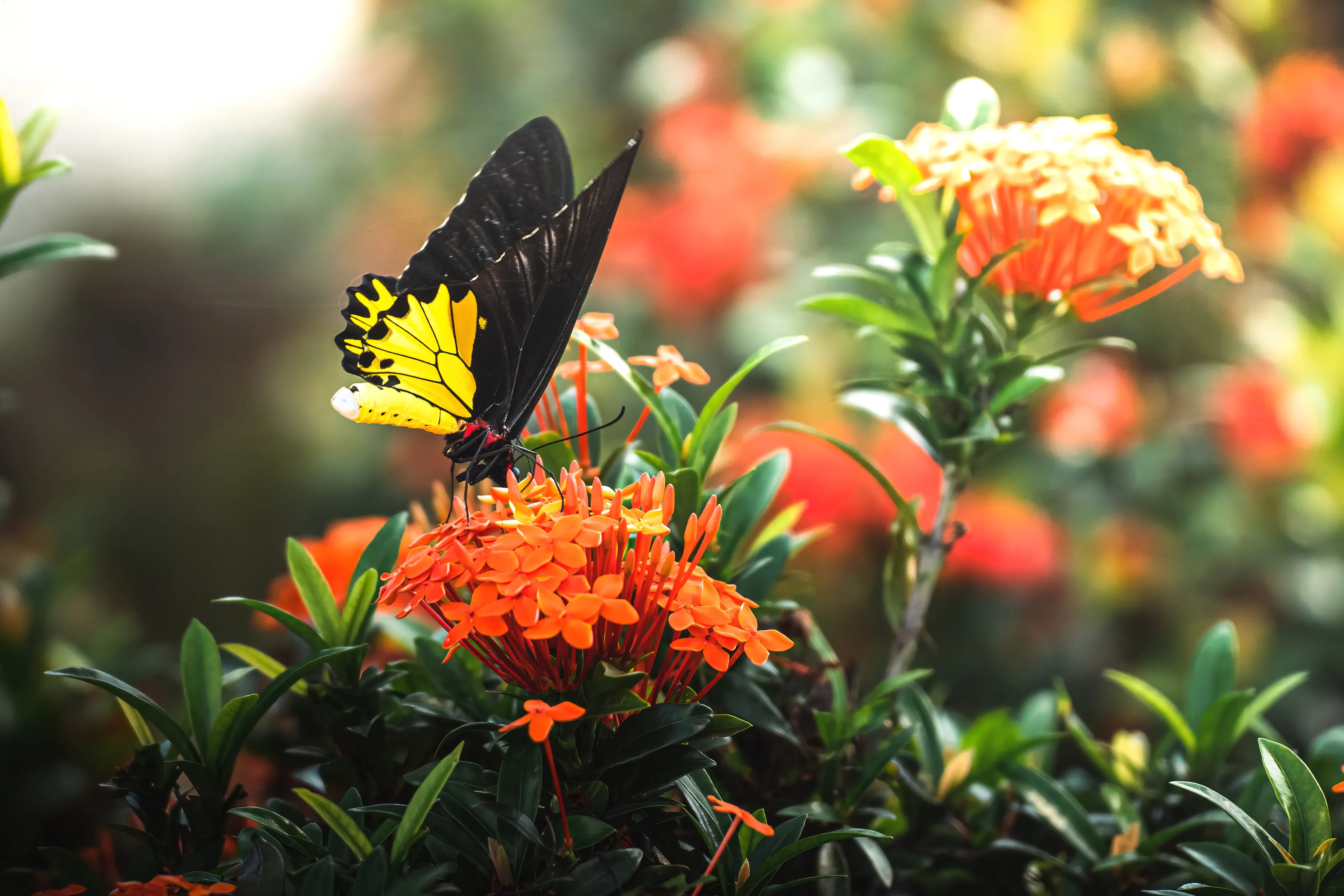 Nectar Time