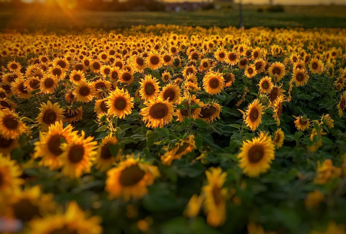 Sunflowers