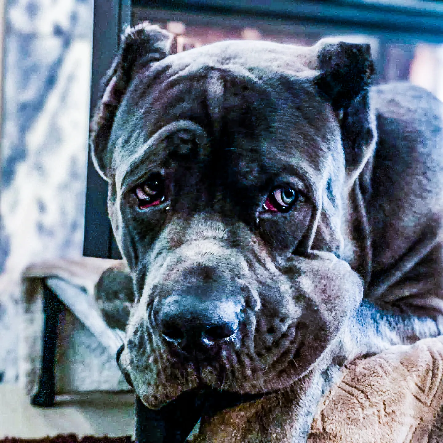 Beast "Cane Corso"