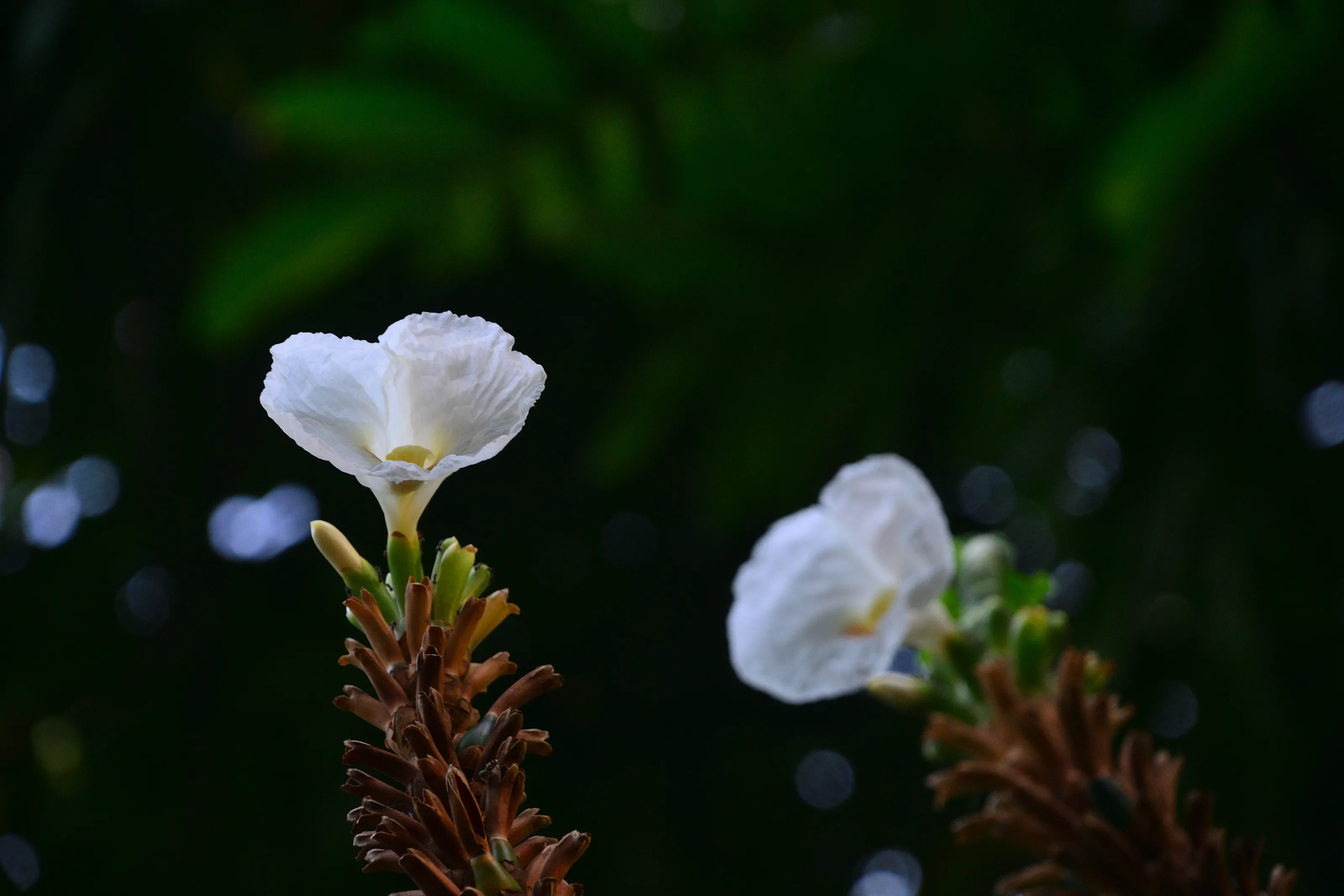 White Flowers