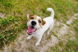 pet shuge