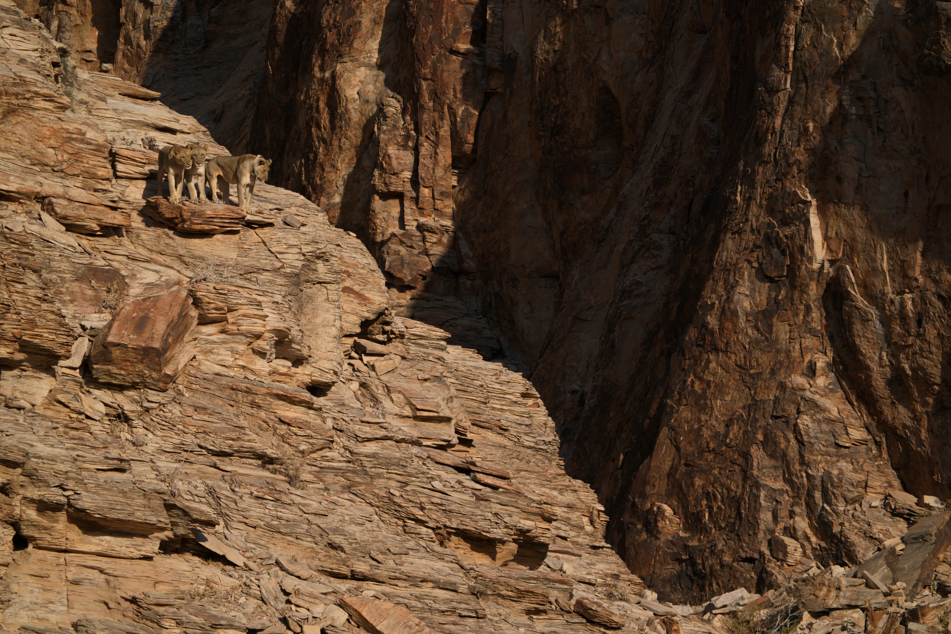 Three Lions On A Rock