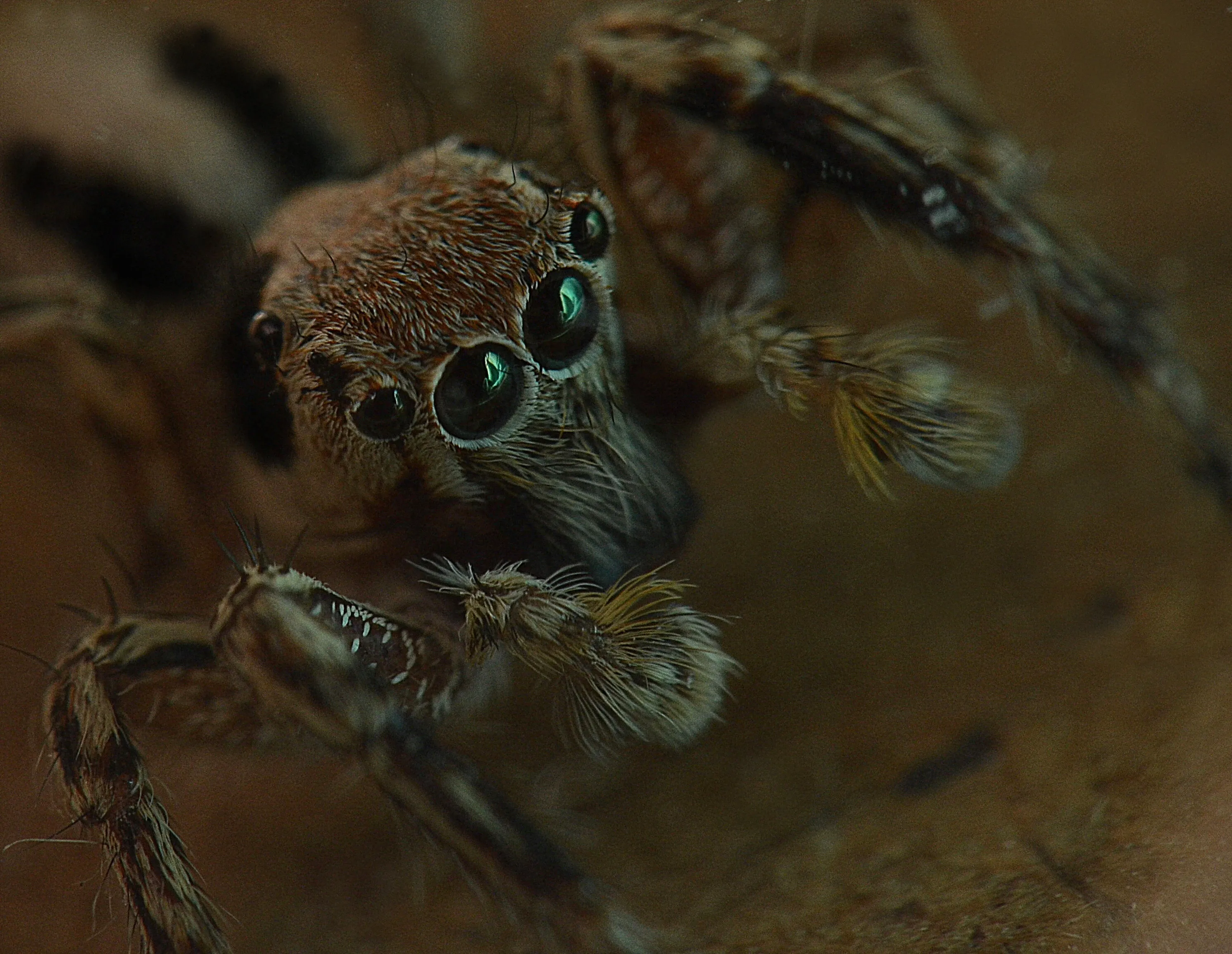 Scary eyes