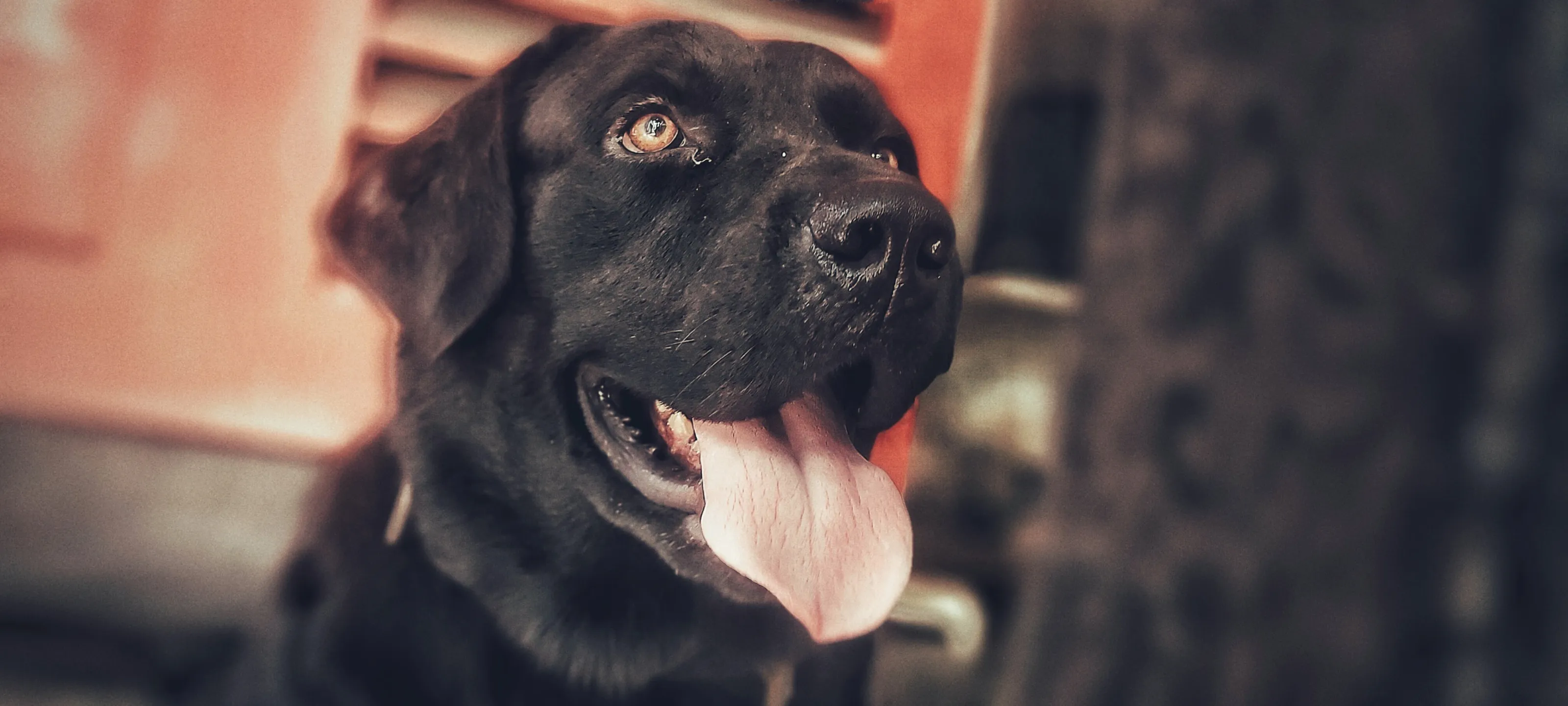My pet  Hero