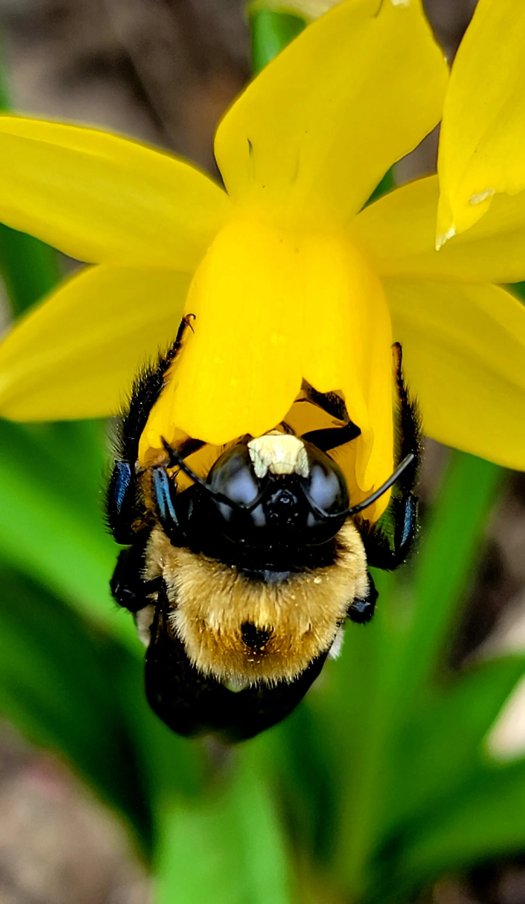 Bumblebee love