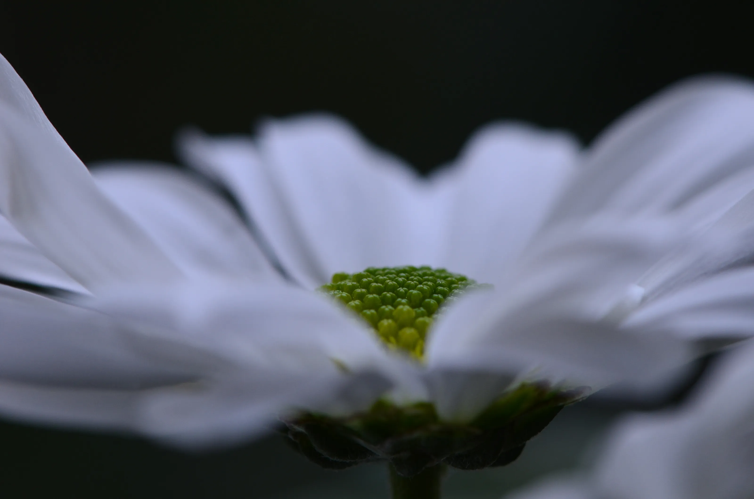 Closeup of a Chrysanthemum