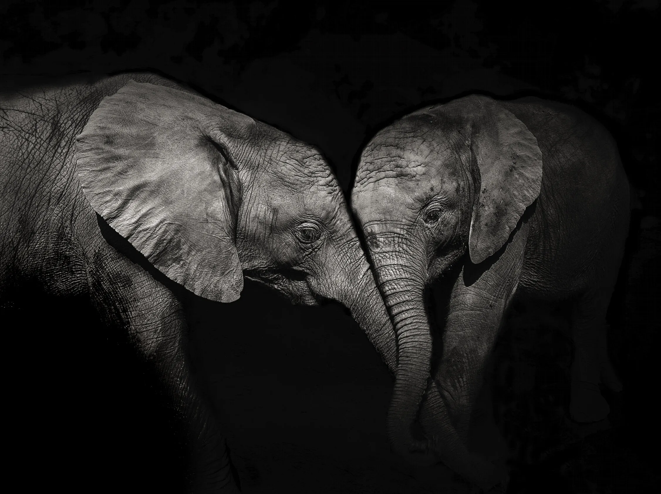 The Twins
