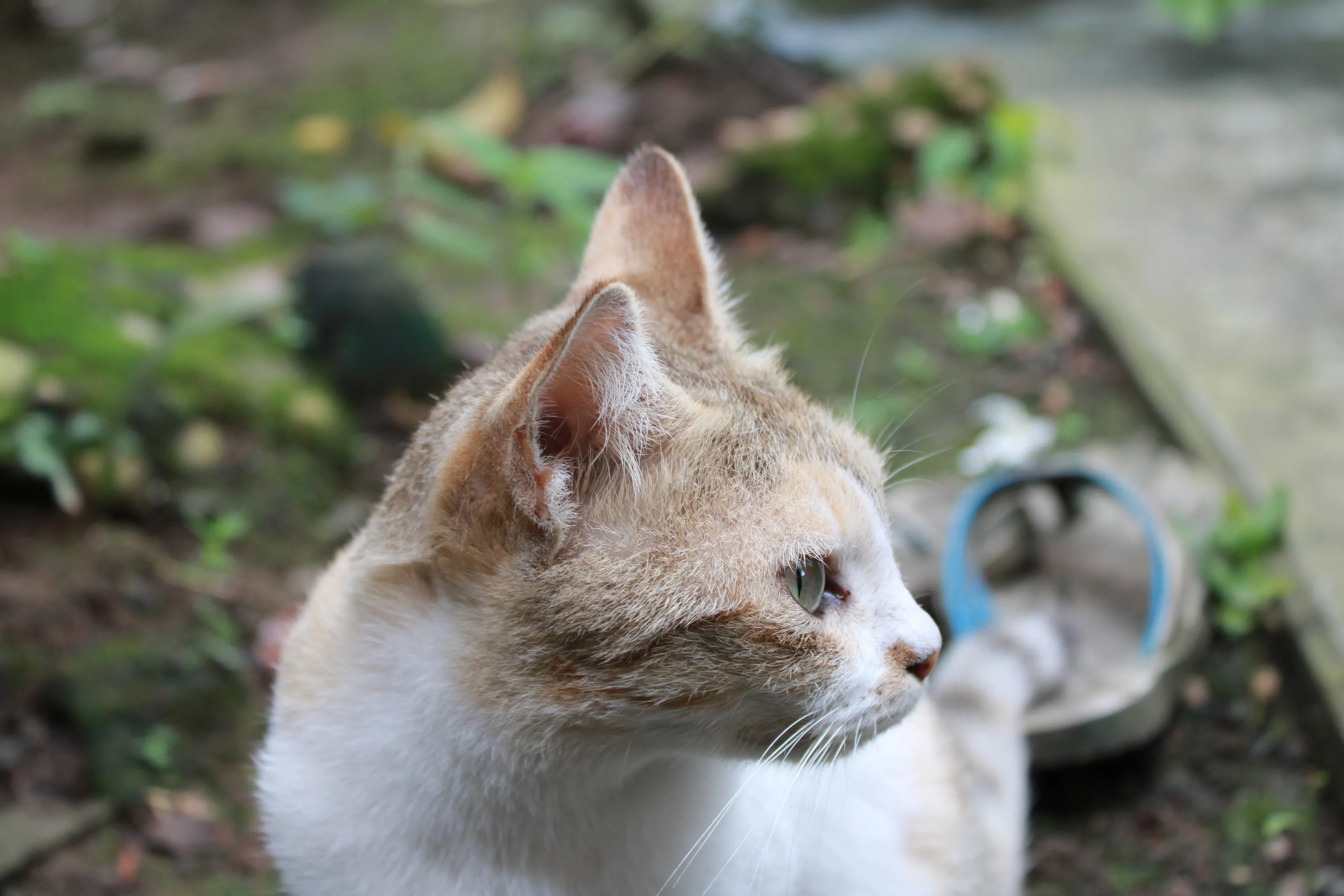 Arpi - The House Cat