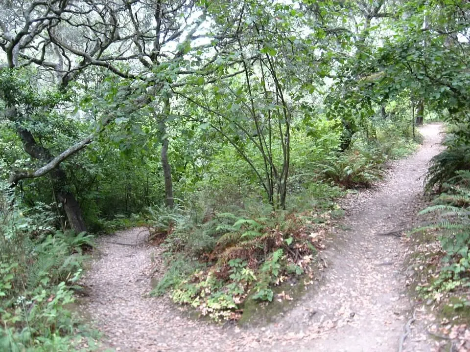 Trail