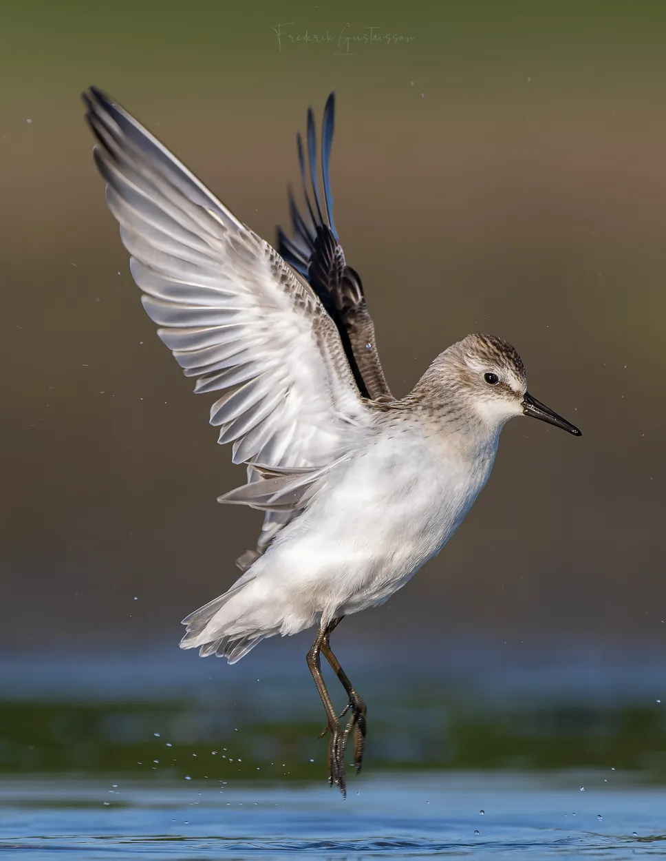Entry 20315336