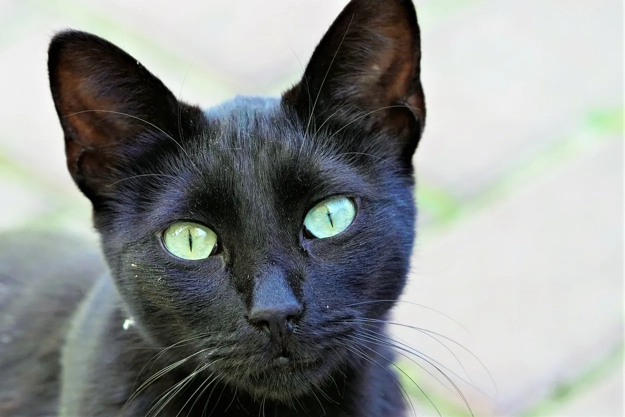 Entry 14272344