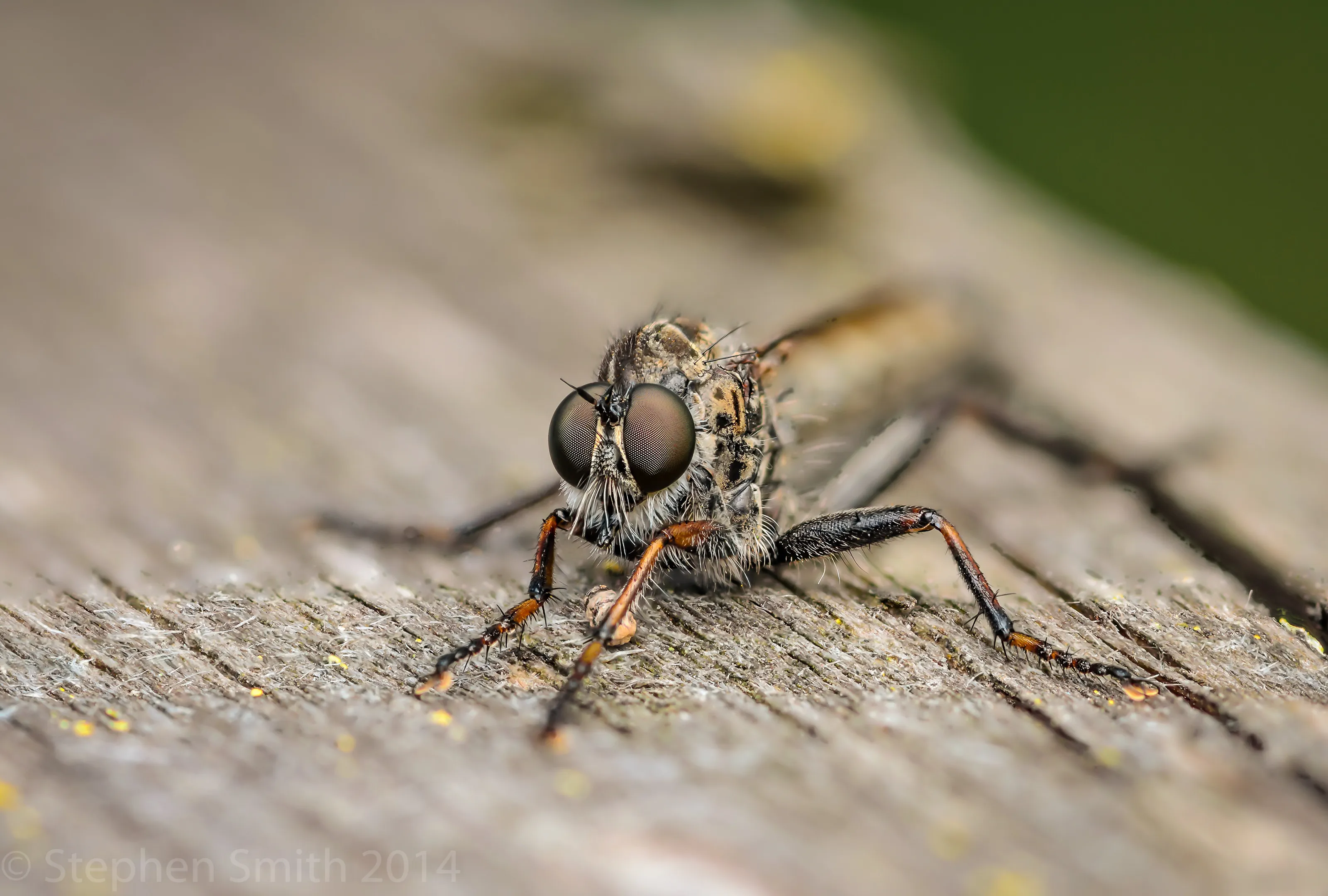 Robber-fly