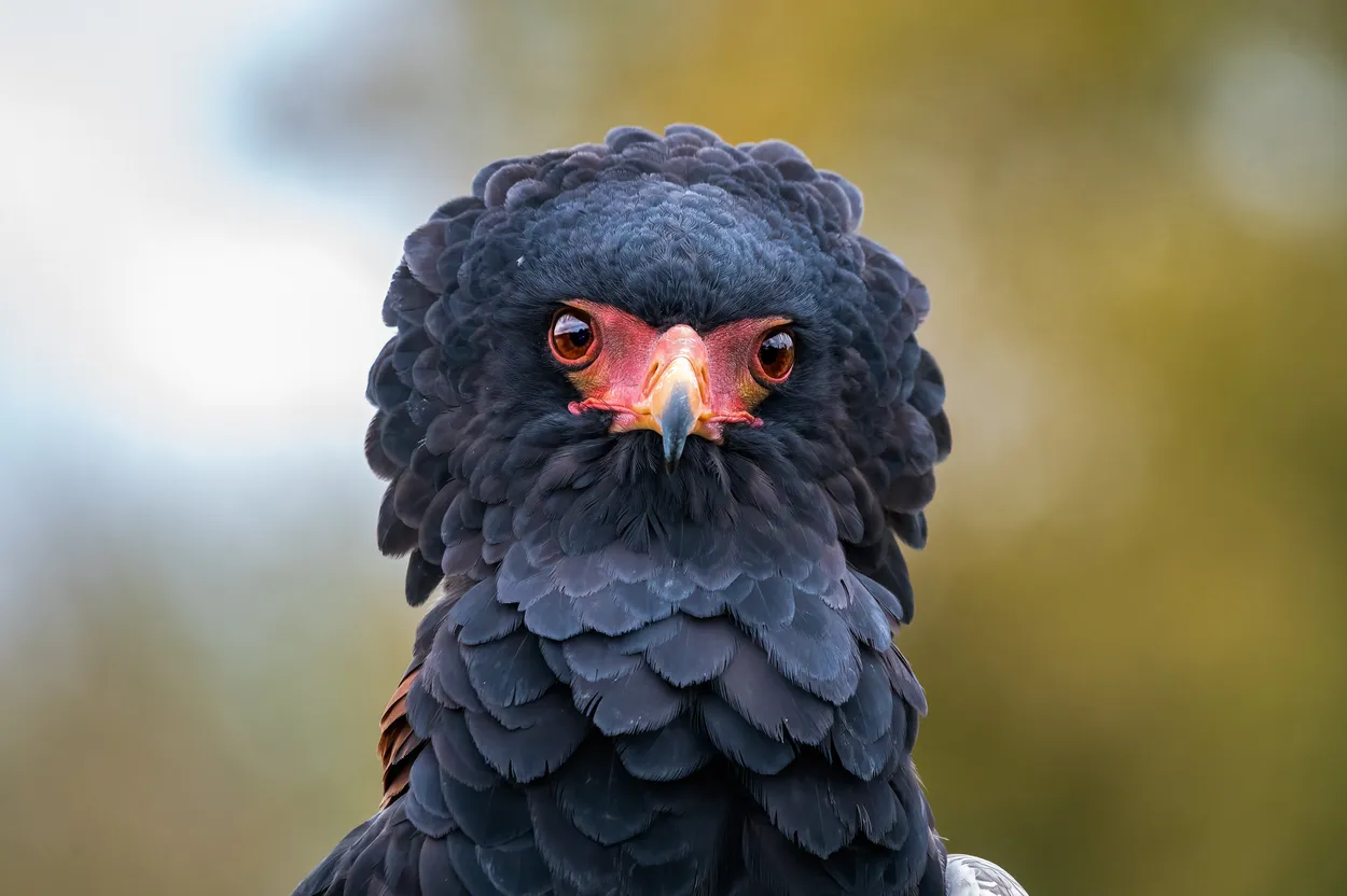 Bateleur Eagle