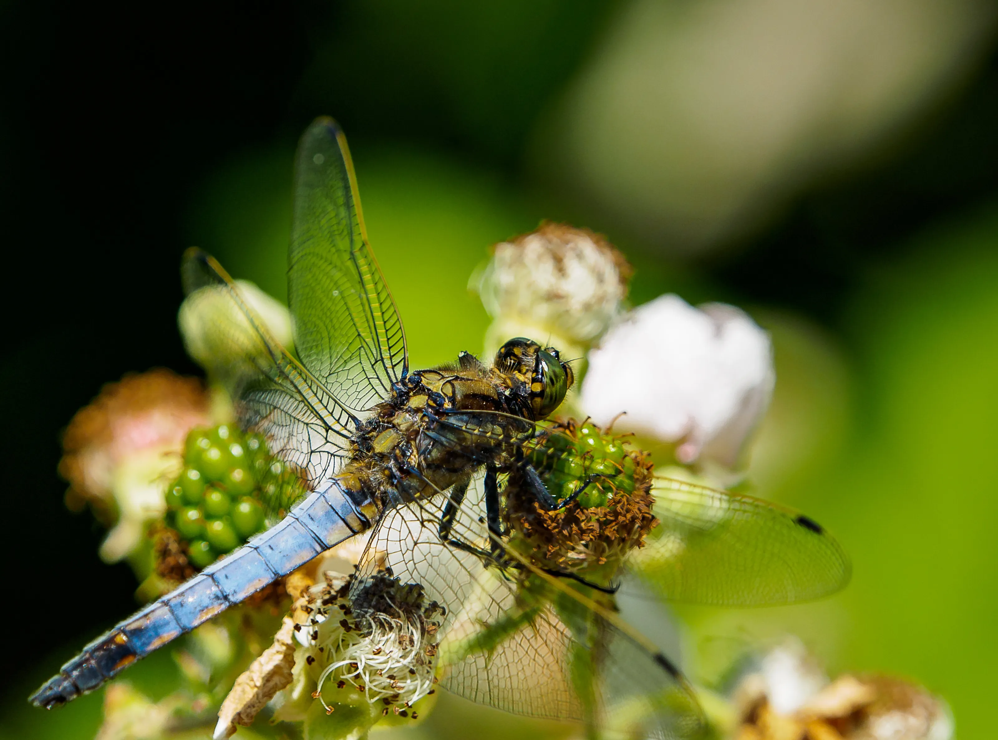 Resting Skimmer