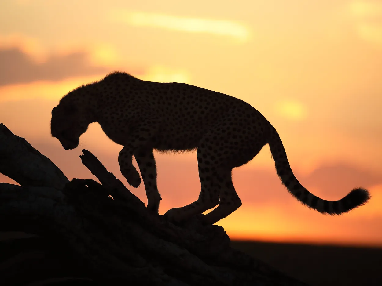Cheetah silhouette, Mara North Conservancy, Kenya