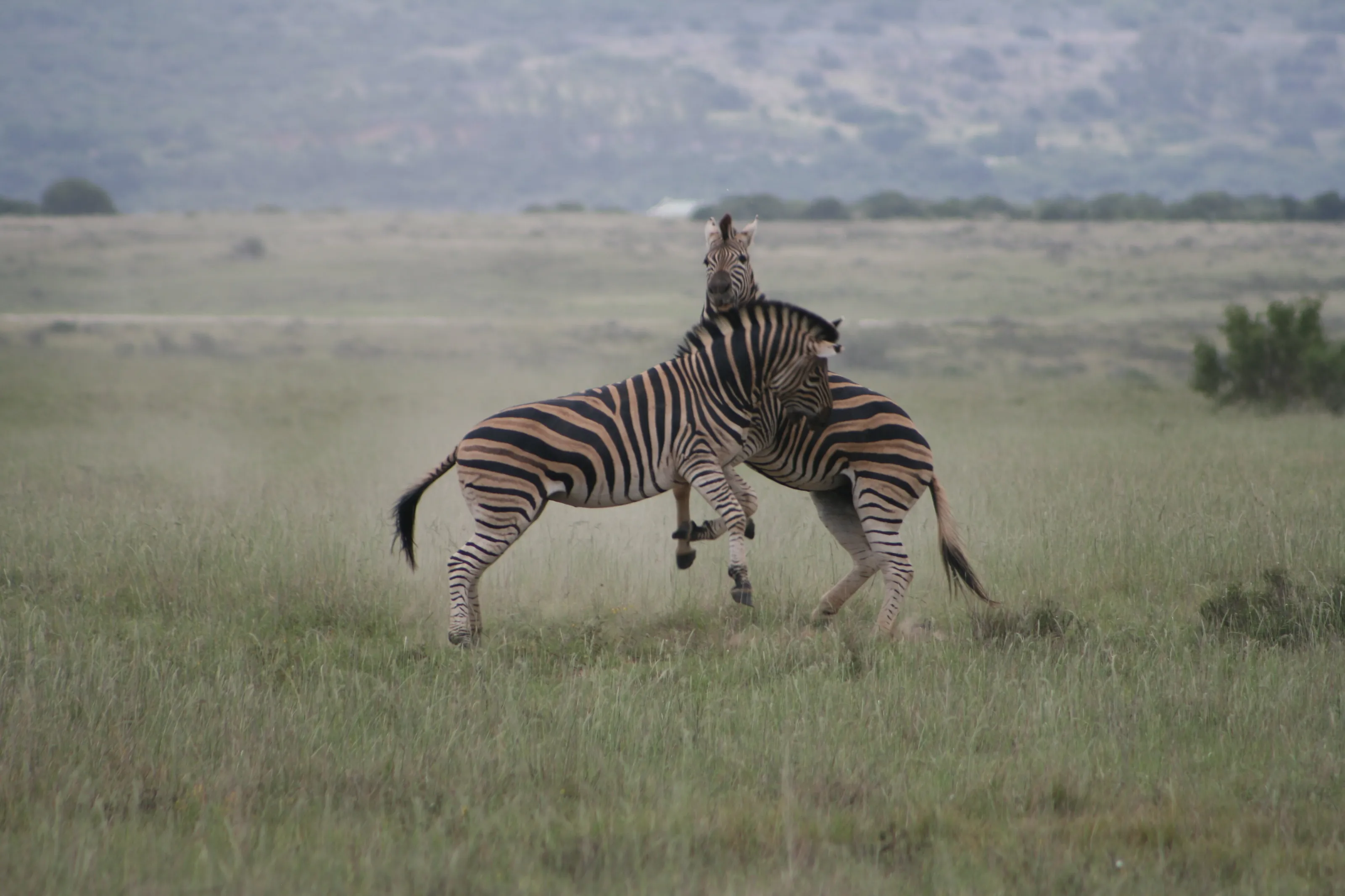 Scuffle on Safari