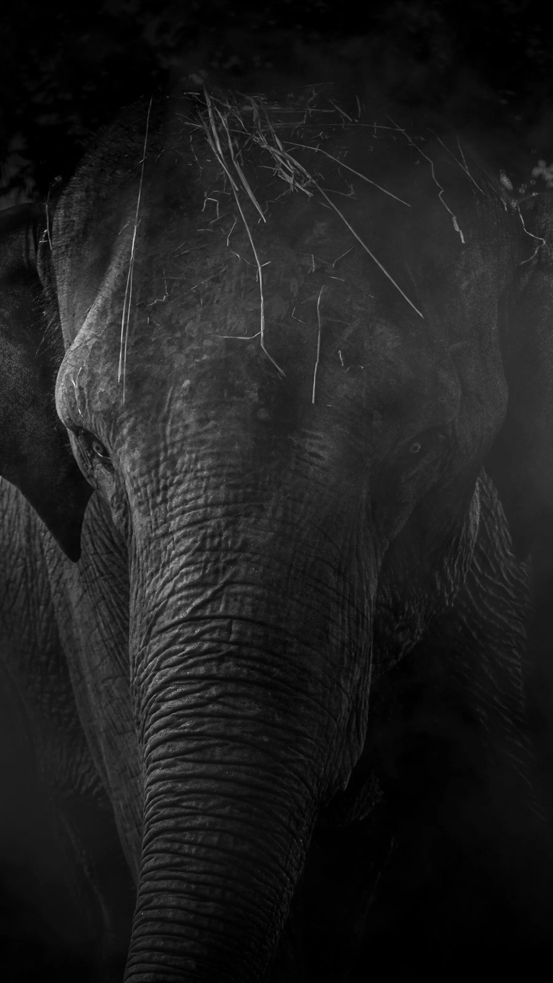 Elephant in Black & White.