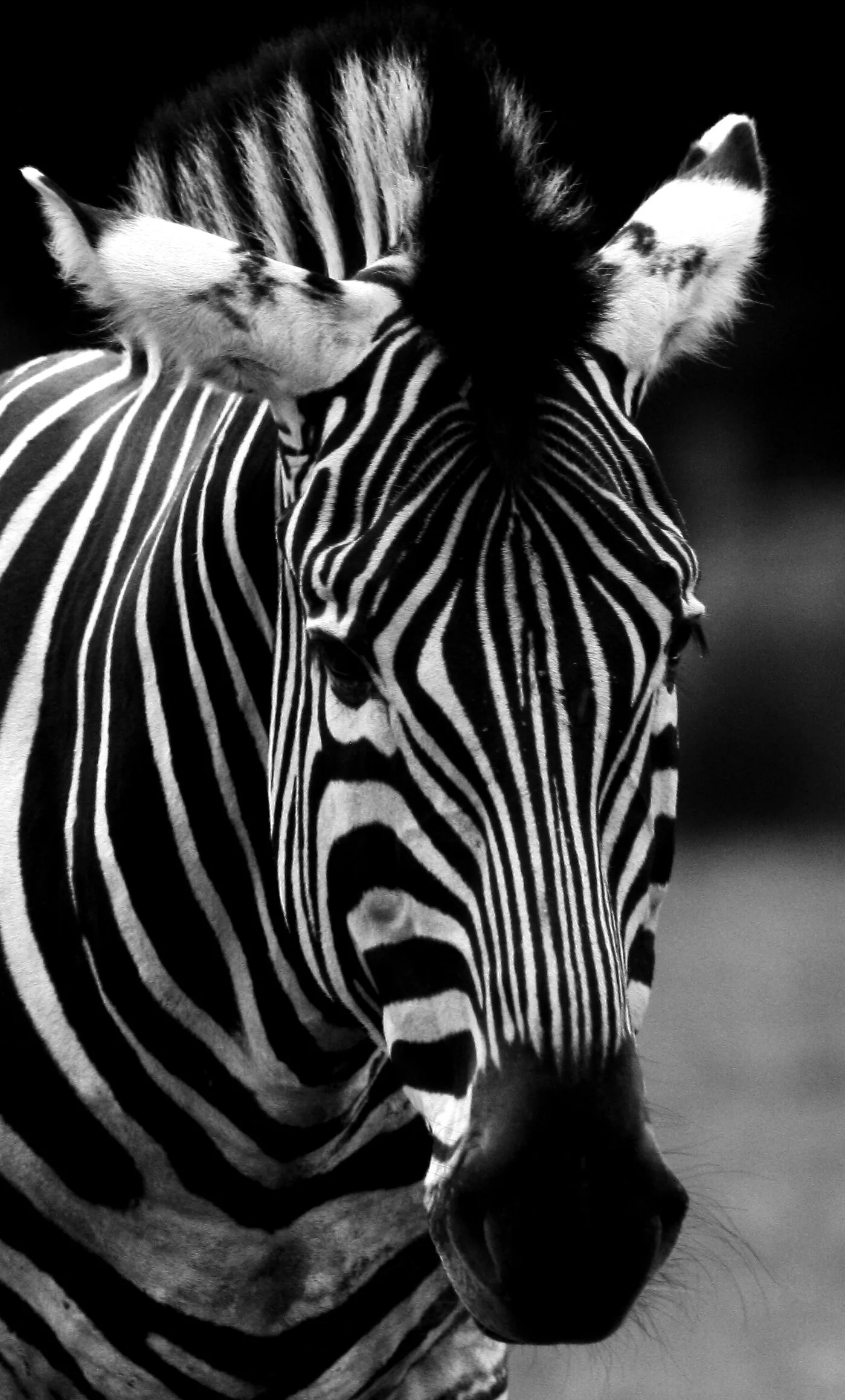 Life in Black and White
