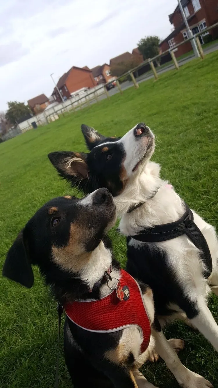 Dogs