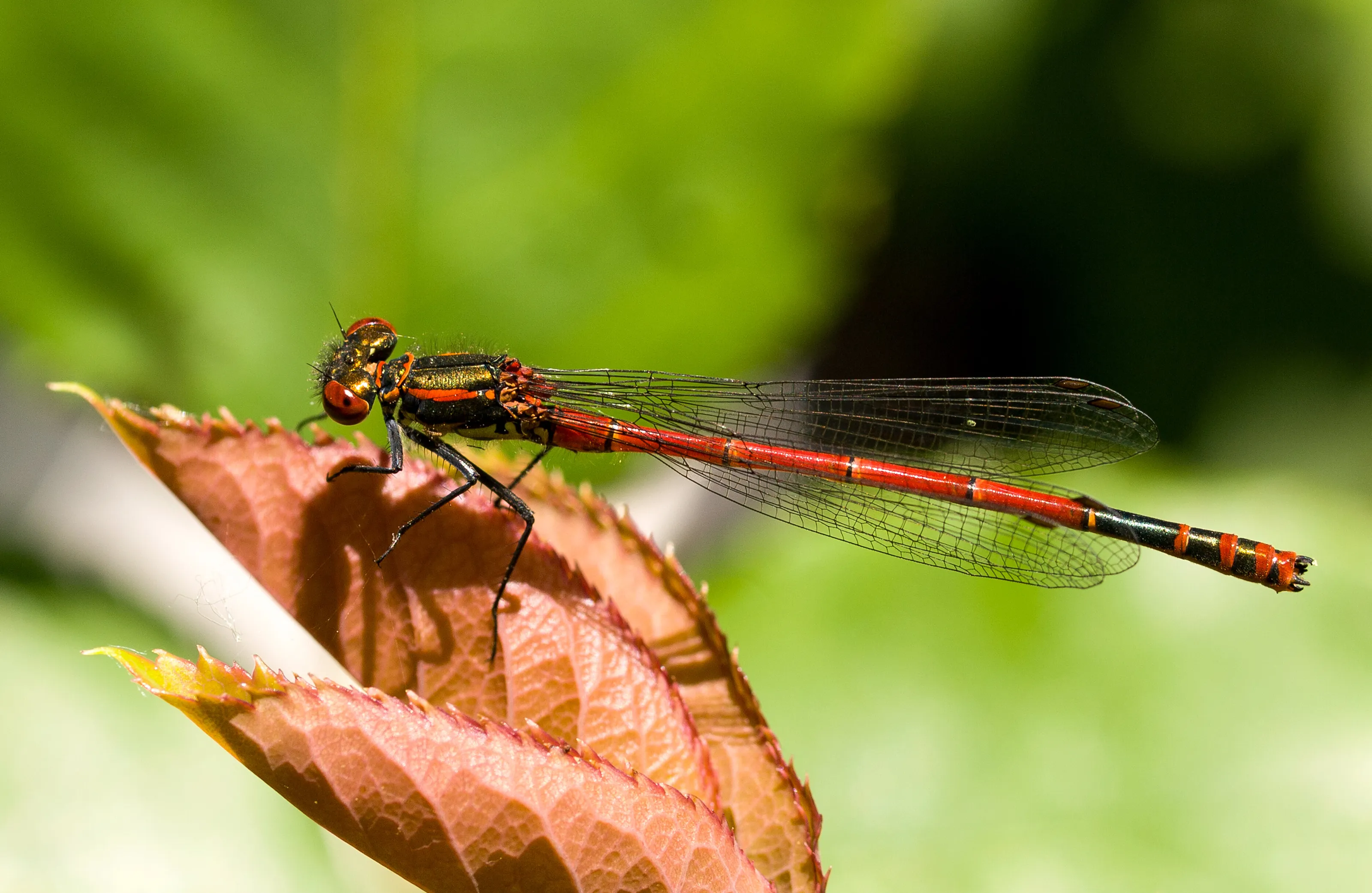 Large red damselfly