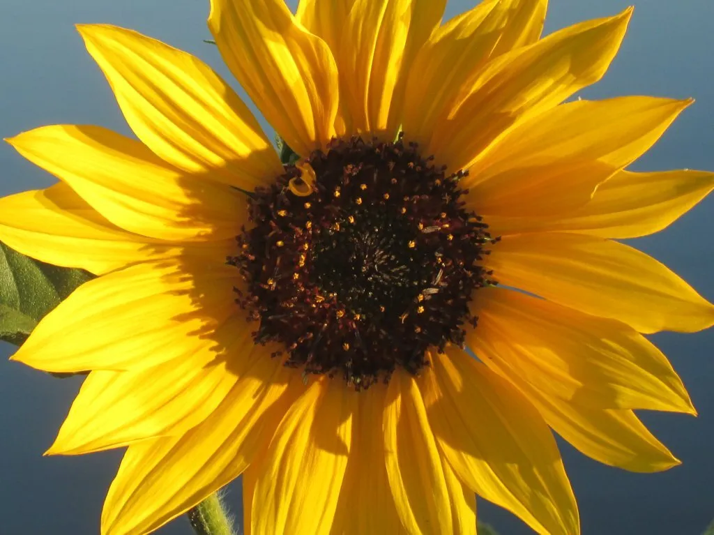 My Favourite Flower