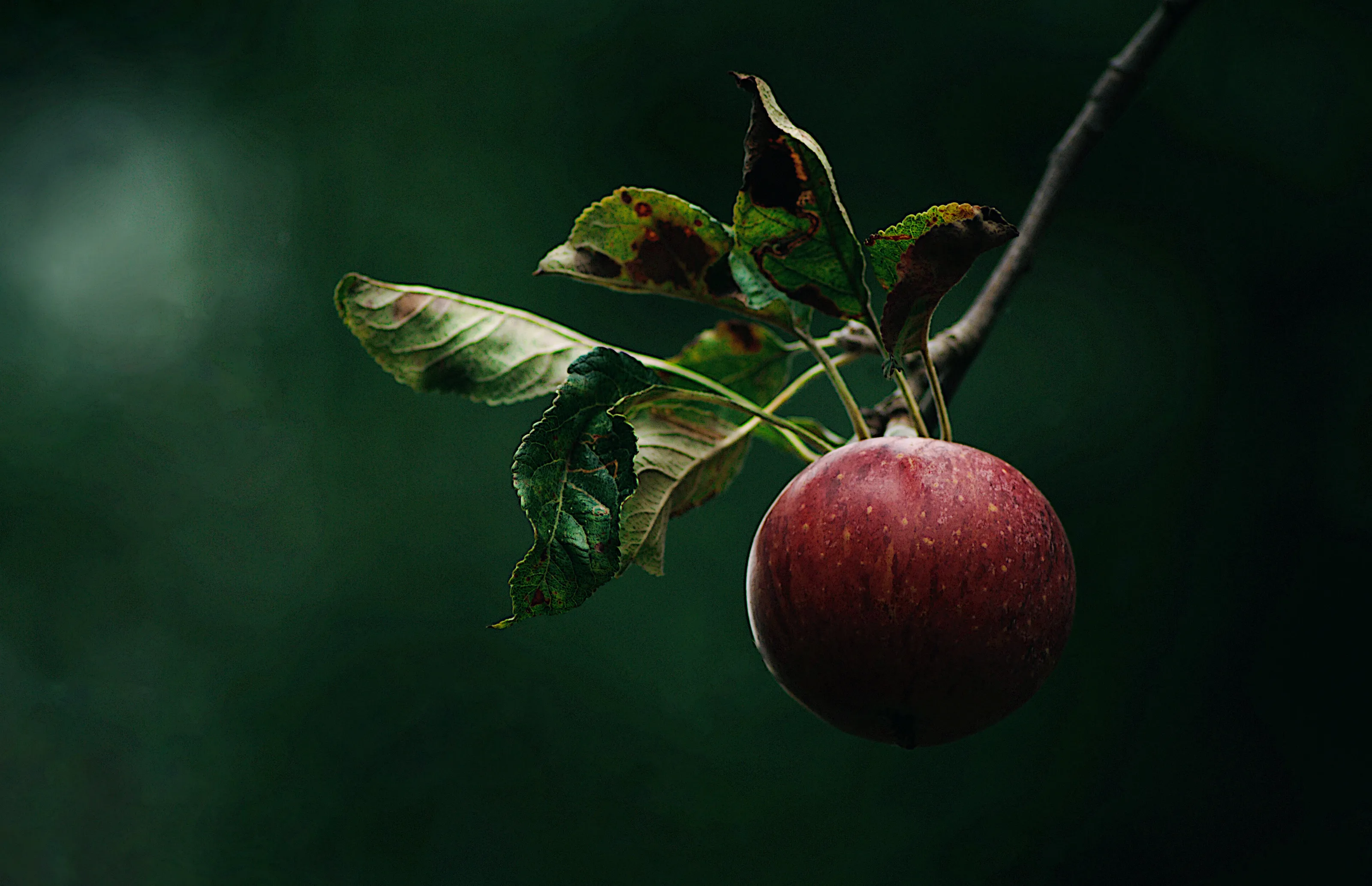 Red apple