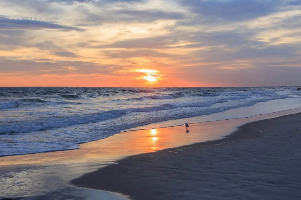 Lonely Seagull
