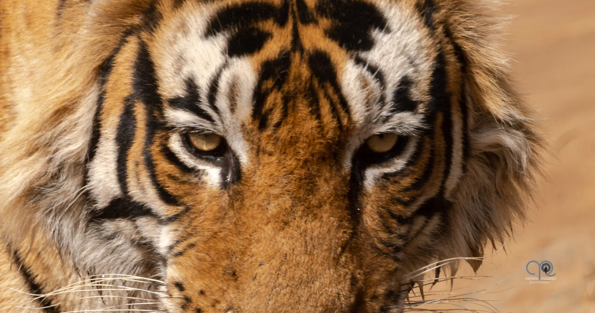 Tiger 👀 Eyes