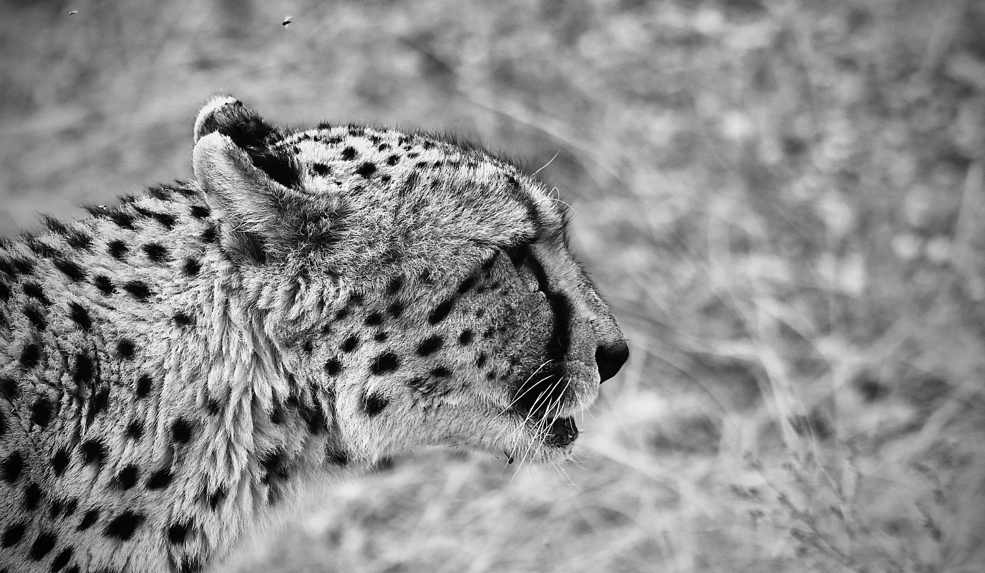 The face of a focused cheetah