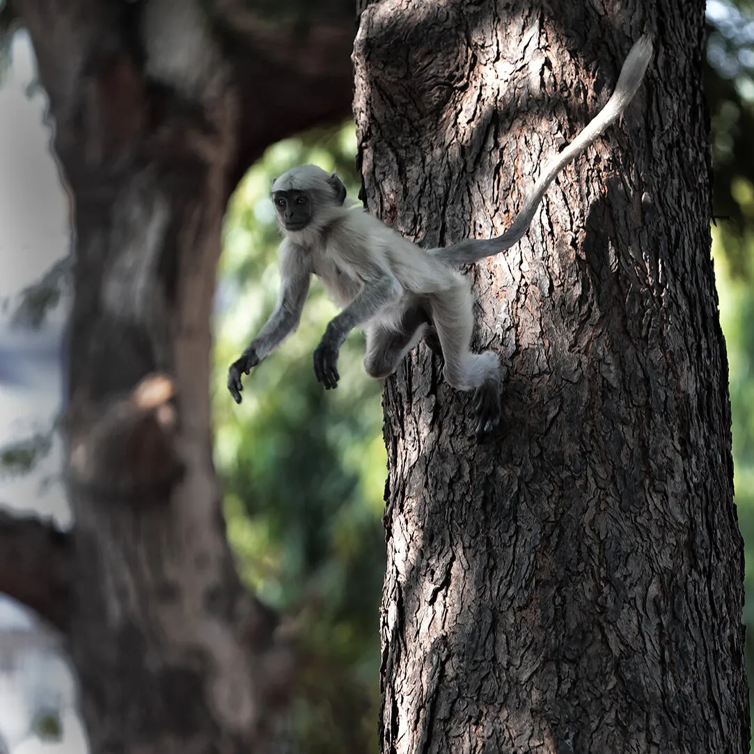 Entry 16272293